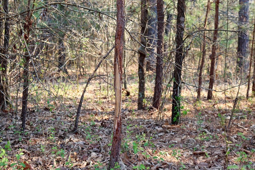 Photo 47 - Residential for sale – 1455  Highway 115   Smithville, AR