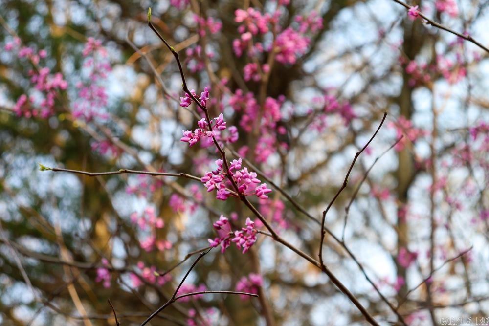 Photo 48 - Residential for sale – 1455  Highway 115   Smithville, AR