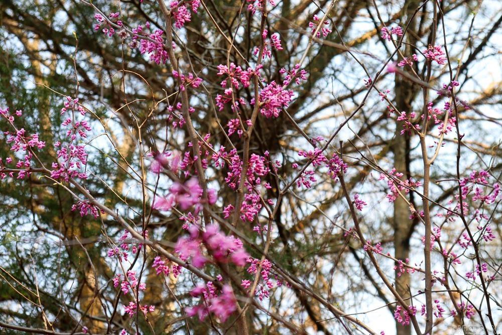 Photo 49 - Residential for sale – 1455  Highway 115   Smithville, AR