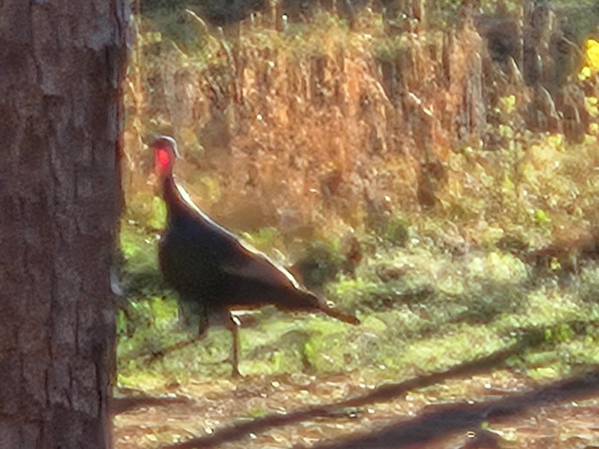 Photo 40 - Residential for sale – 90  Potemdyke   Evening Shade, AR