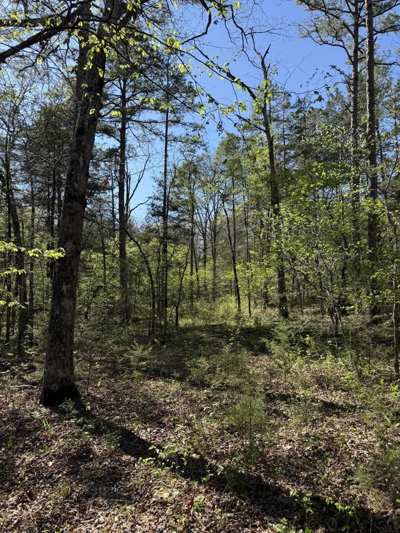 Photo 11 - Vacant Land for sale – 47A  County Road 113   Melbourne, AR