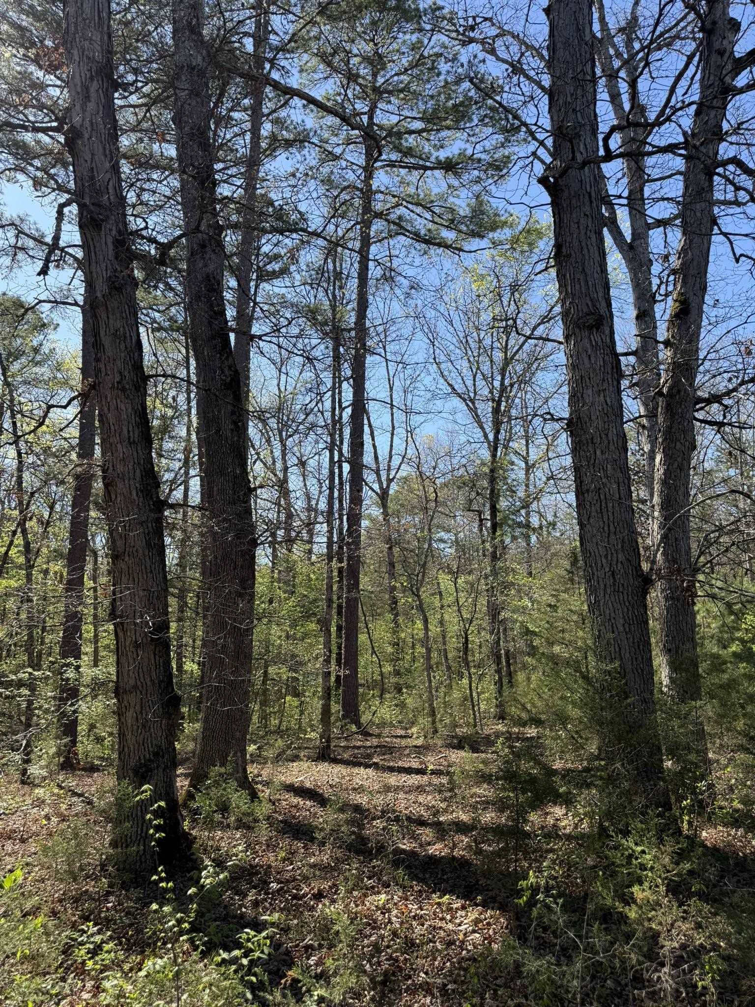 Photo 3 - Vacant Land for sale – 47A  County Road 113   Melbourne, AR