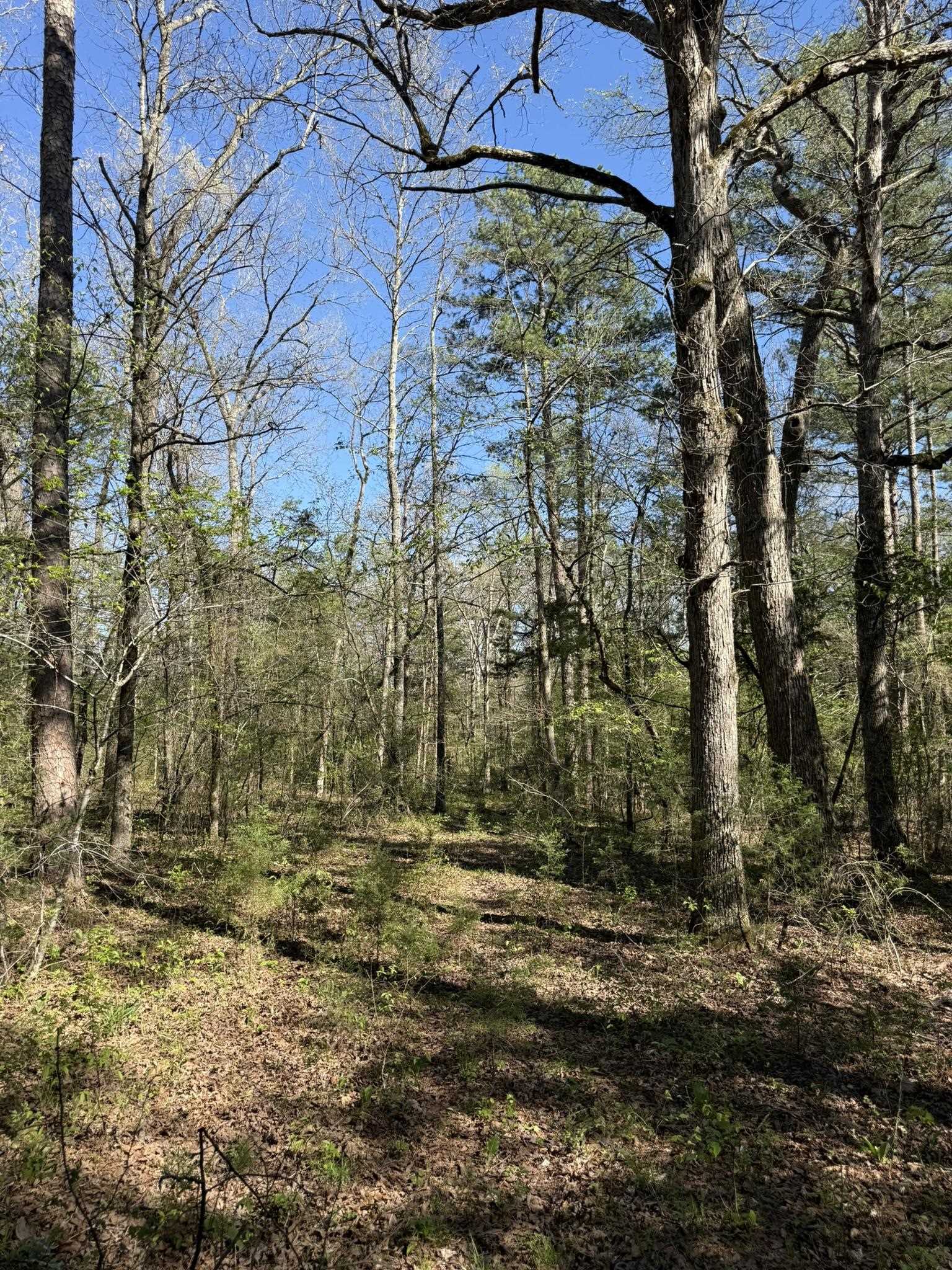 Photo 5 - Vacant Land for sale – 47A  County Road 113   Melbourne, AR