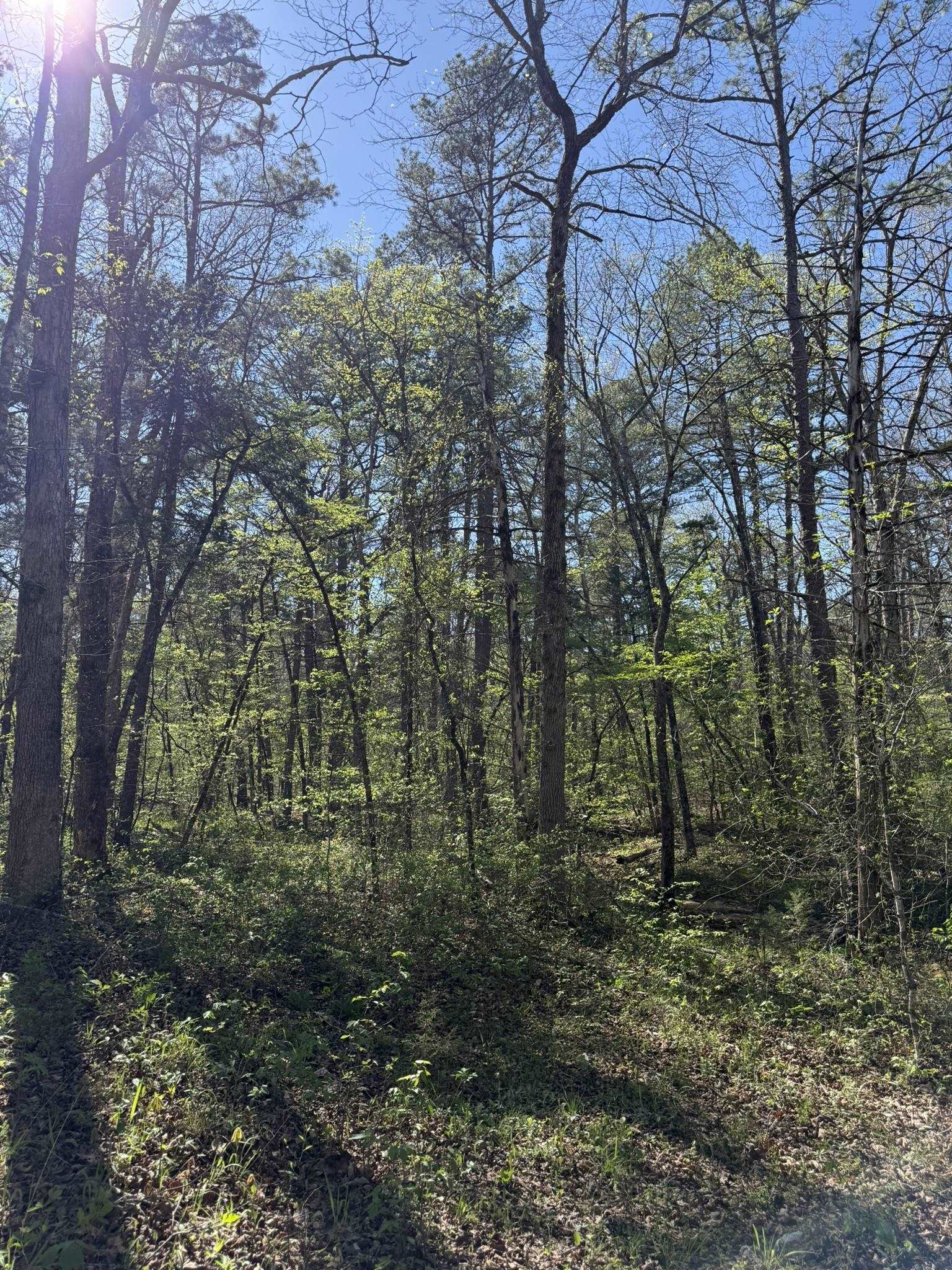 Photo 9 - Vacant Land for sale – 47A  County Road 113   Melbourne, AR