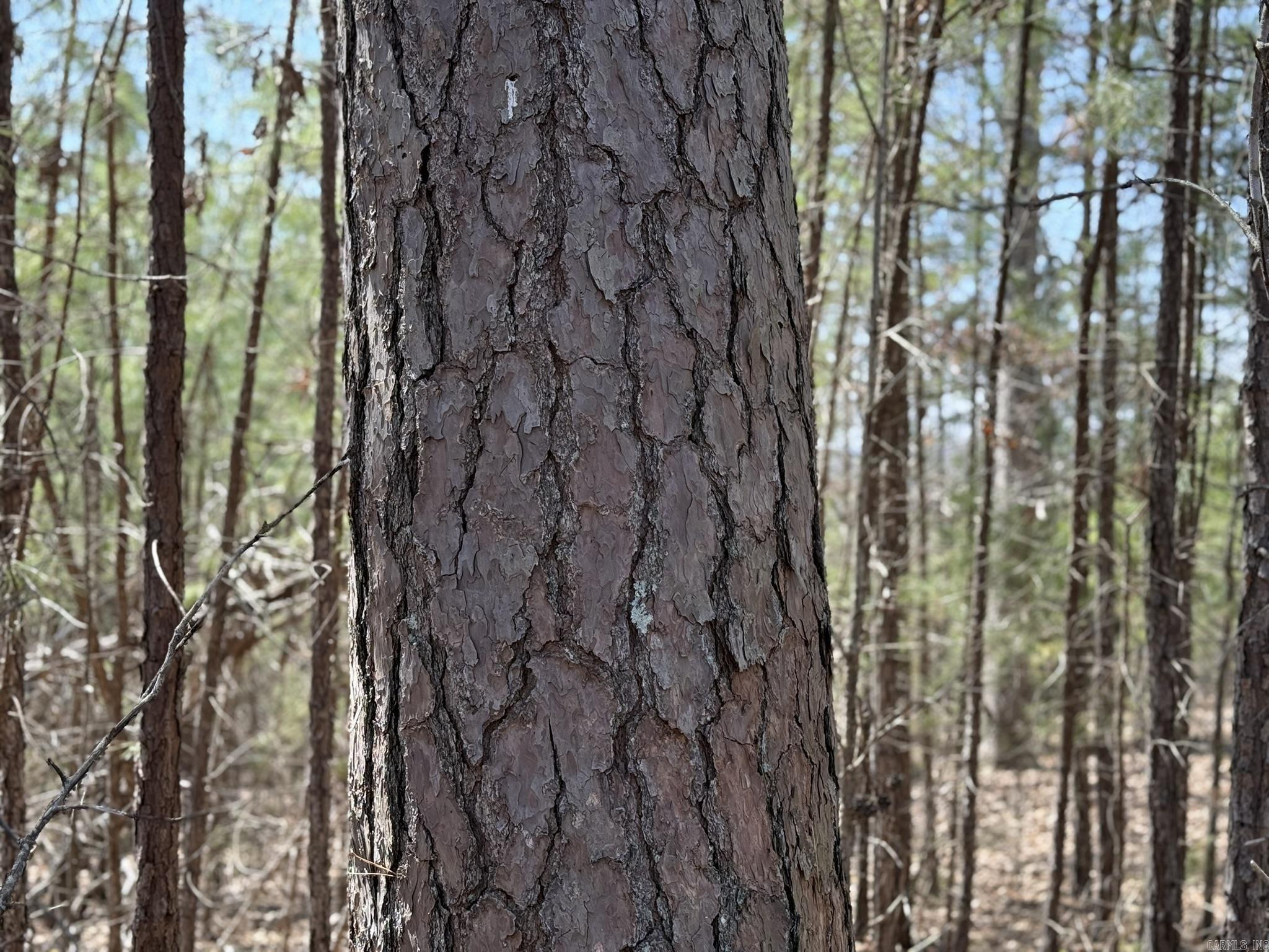 Photo 18 - Vacant Land for sale – 000  Foxcroft   Elizabeth, AR