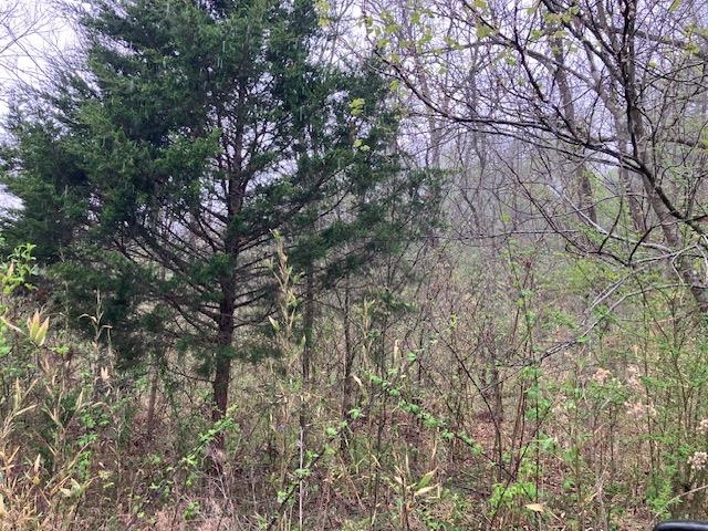 Photo 13 - Vacant Land for sale – 000  Booth Creek Road   Williford, AR