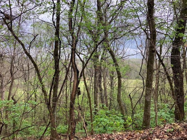 Photo 17 - Vacant Land for sale – 000  Booth Creek Road   Williford, AR