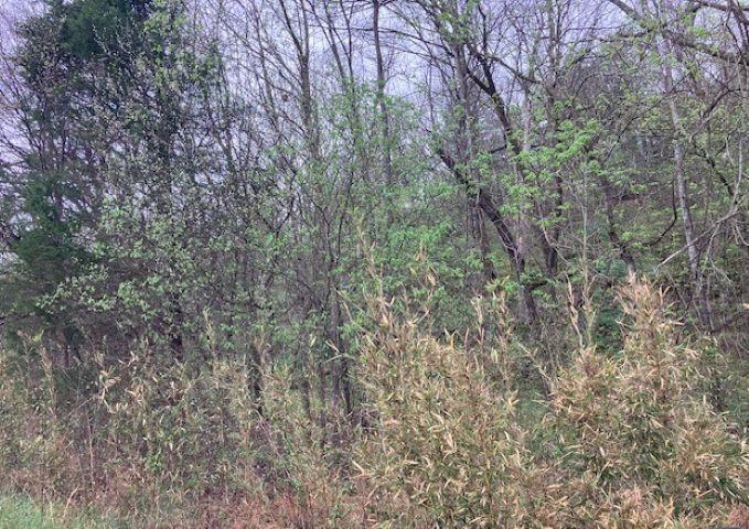 Photo 27 - Vacant Land for sale – 000  Booth Creek Road   Williford, AR