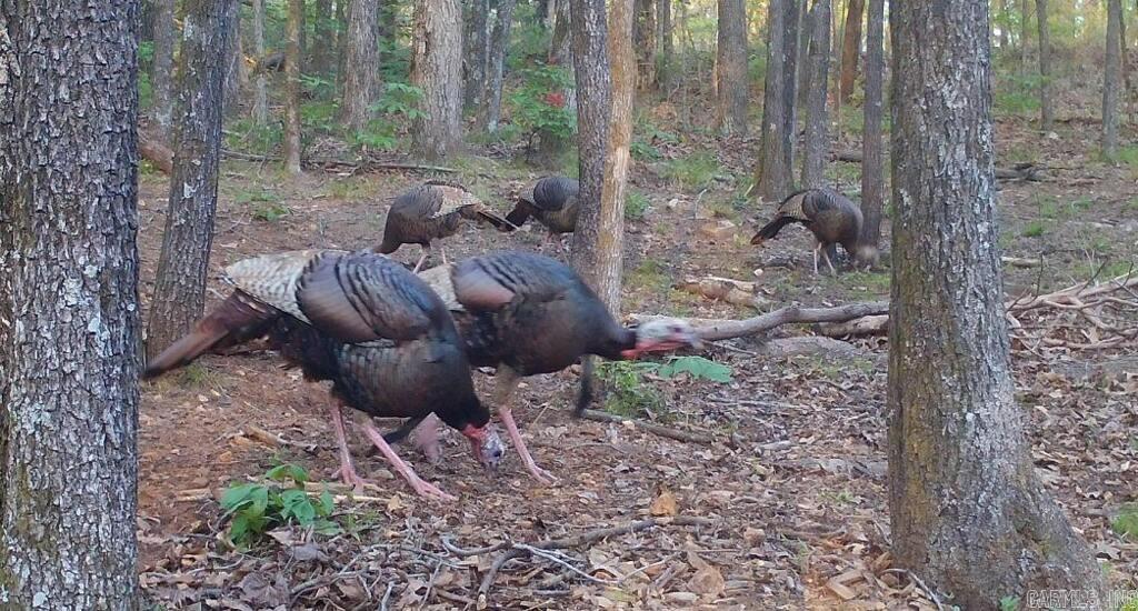 Photo 41 - Residential for sale – 100  Sanders Road   Charlotte, AR