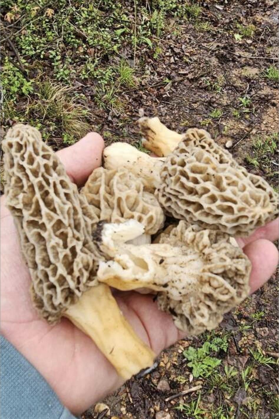 Photo 43 - Residential for sale – 100  Sanders Road   Charlotte, AR