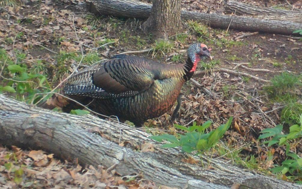 Photo 47 - Residential for sale – 100  Sanders Road   Charlotte, AR