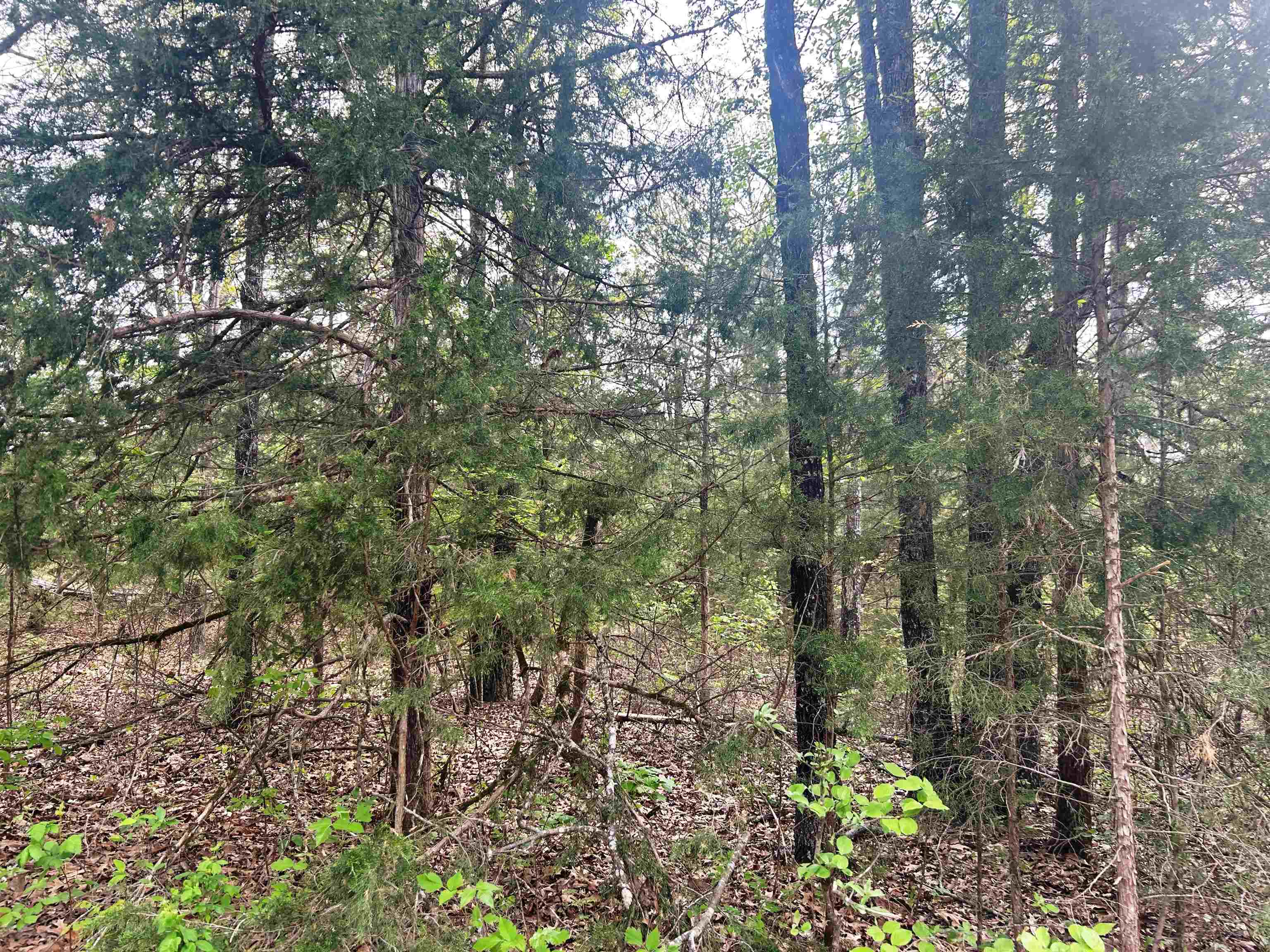 Photo 7 - Vacant Land for sale – Block 55  Doe Run   Glencoe, AR