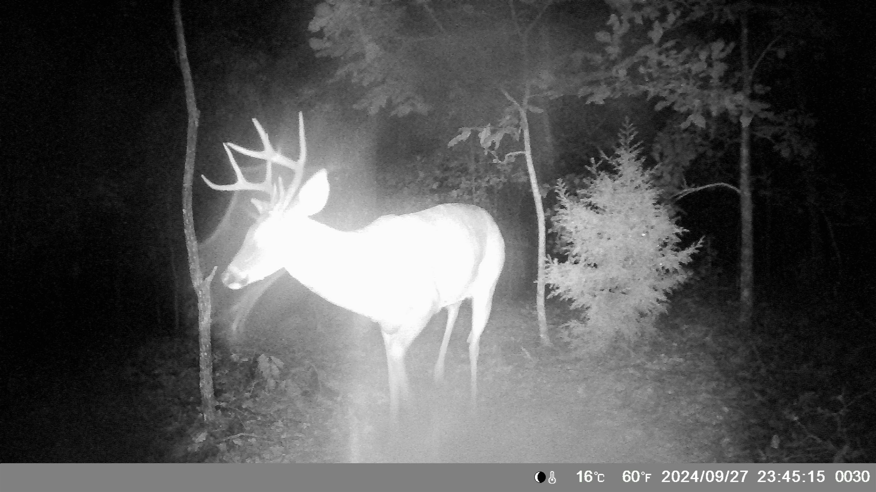 Photo 31 - Residential for sale – 8601  Nine Mile Ridge   Hardy, AR