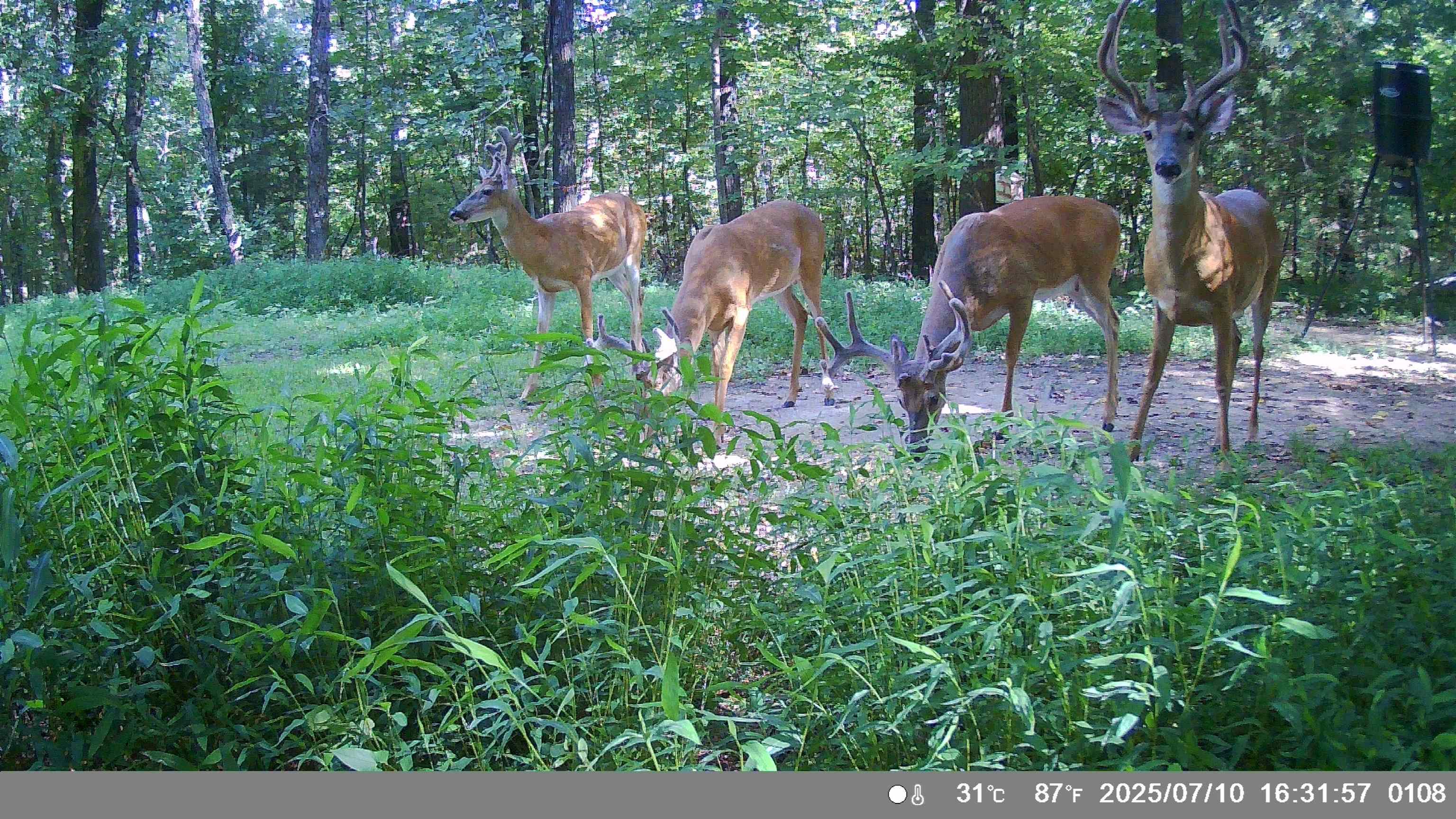 Photo 32 - Residential for sale – 8601  Nine Mile Ridge   Hardy, AR