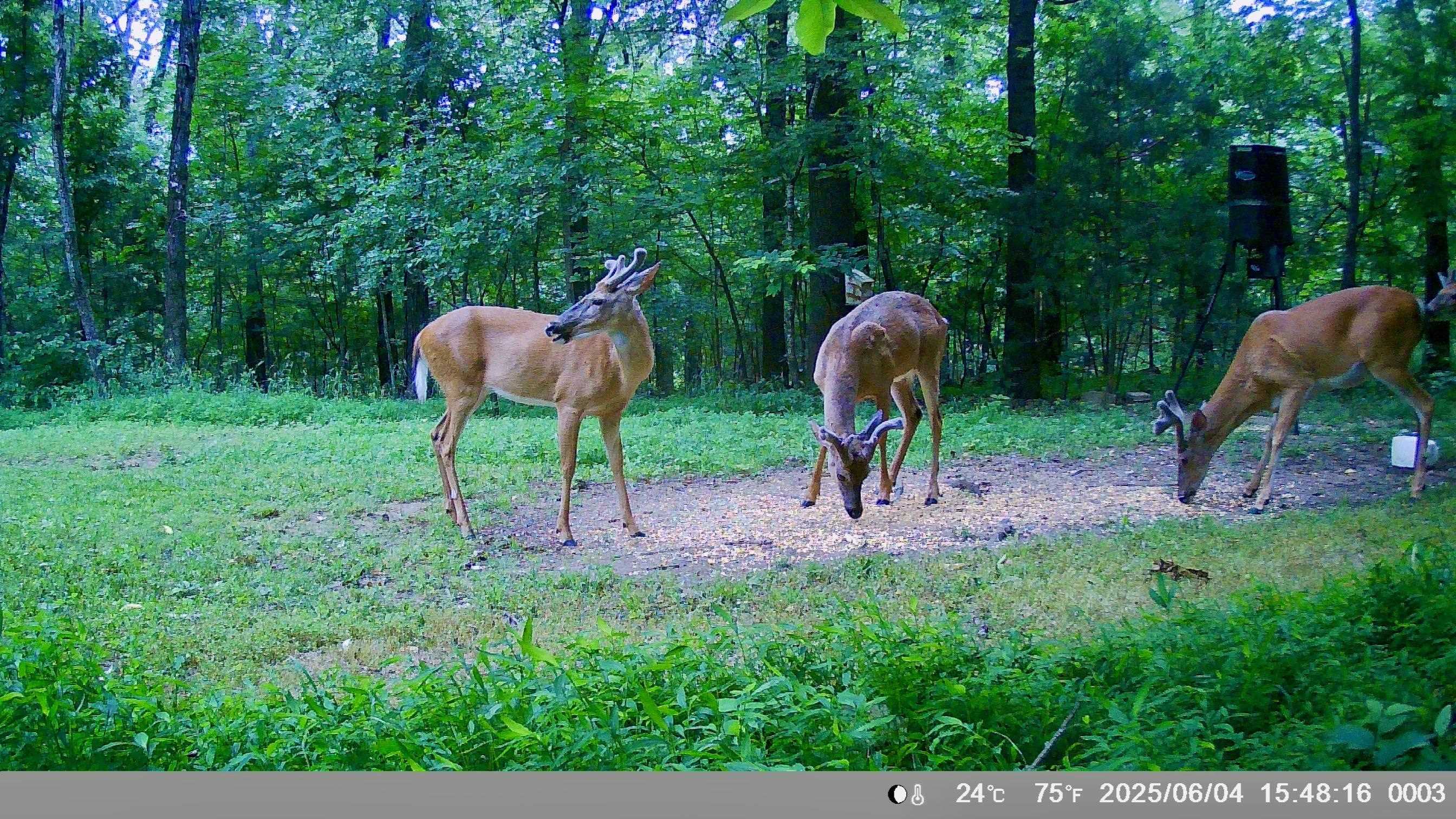 Photo 33 - Residential for sale – 8601  Nine Mile Ridge   Hardy, AR