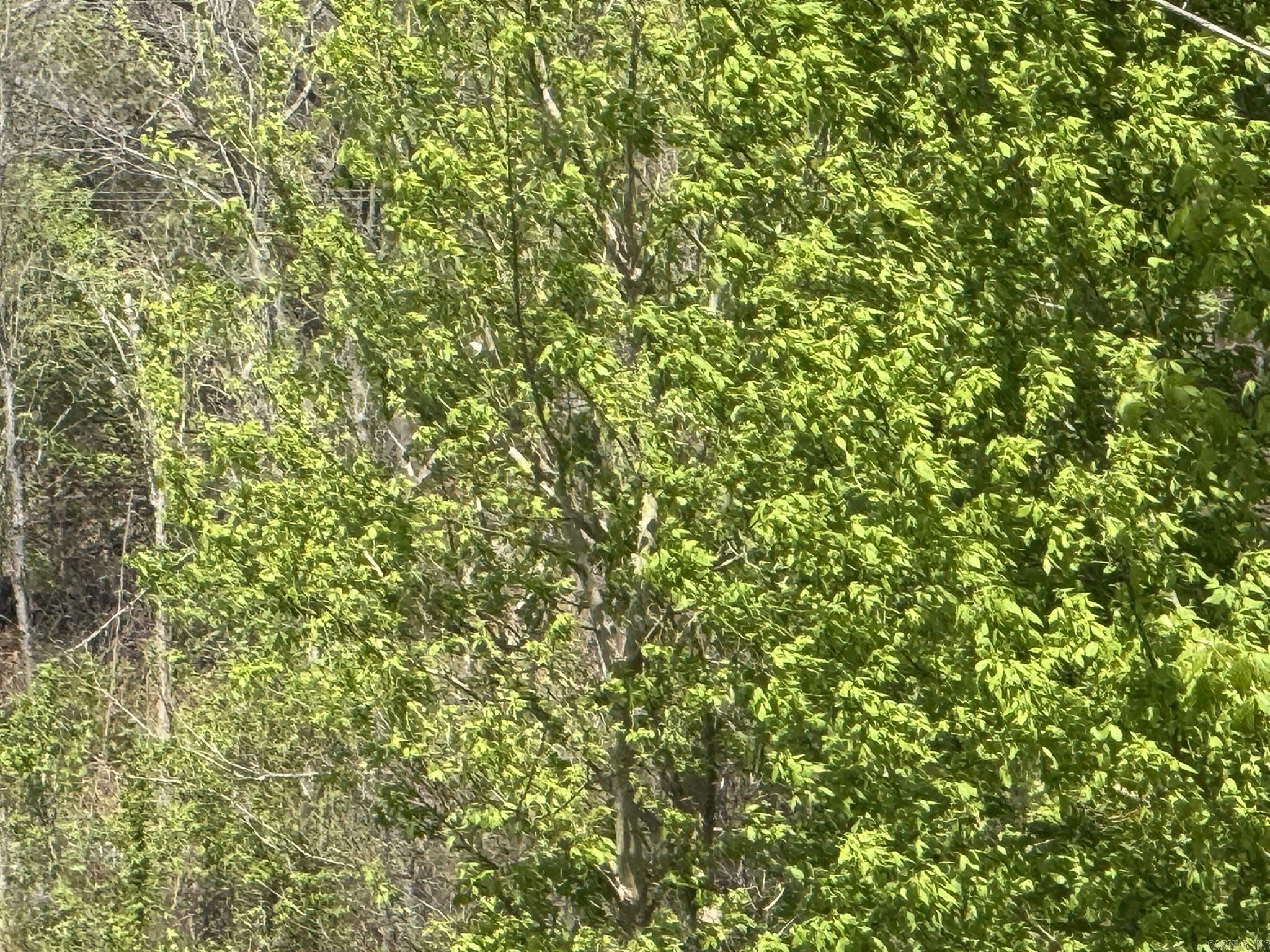 Photo 27 - Vacant Land for sale – 000  Kate   Batesville, AR