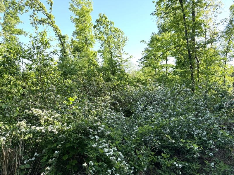 Photo 11 - Vacant Land for sale – 260  Highway 63   Ravenden, AR