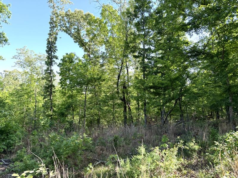 Photo 23 - Vacant Land for sale – 260  Highway 63   Ravenden, AR