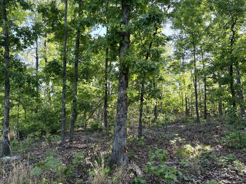 Photo 7 - Vacant Land for sale – 260  Highway 63   Ravenden, AR