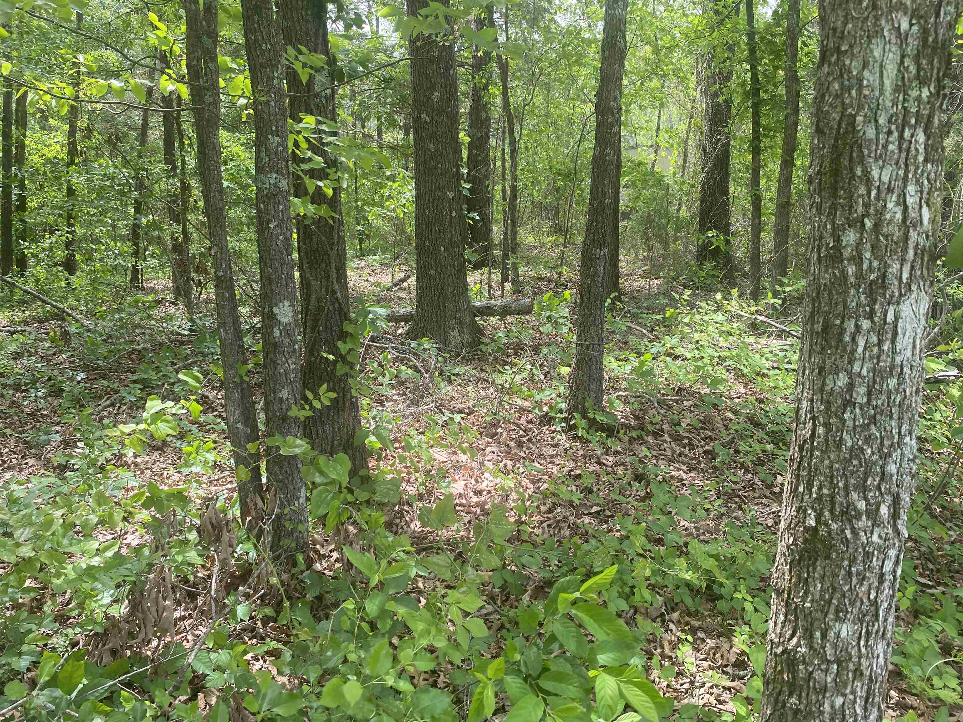 Photo 2 - Vacant Land for sale – 144  Elm Street   Pineville, AR