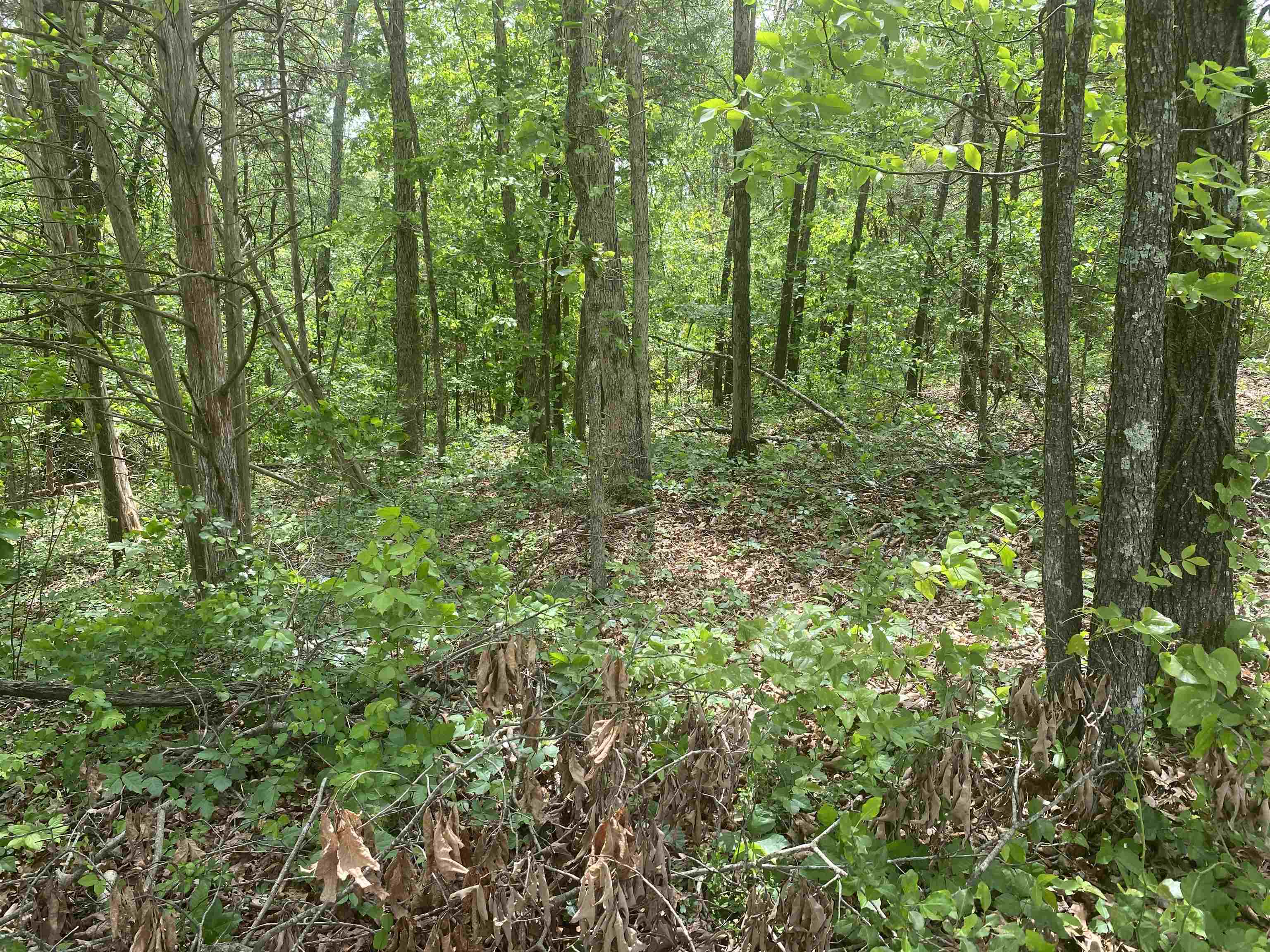 Photo 3 - Vacant Land for sale – 144  Elm Street   Pineville, AR