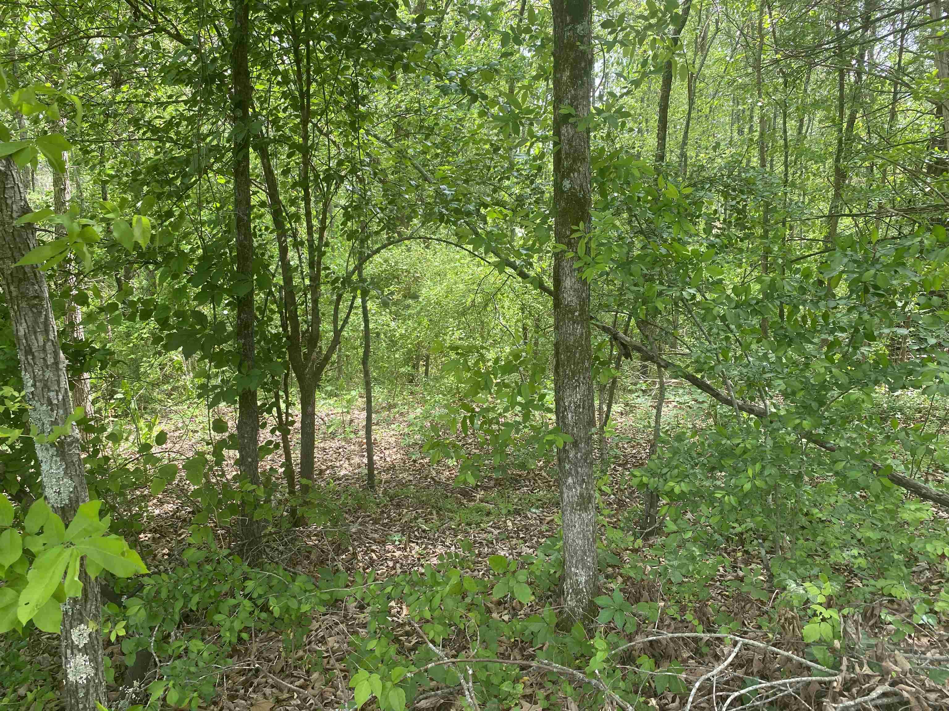 Photo 4 - Vacant Land for sale – 144  Elm Street   Pineville, AR