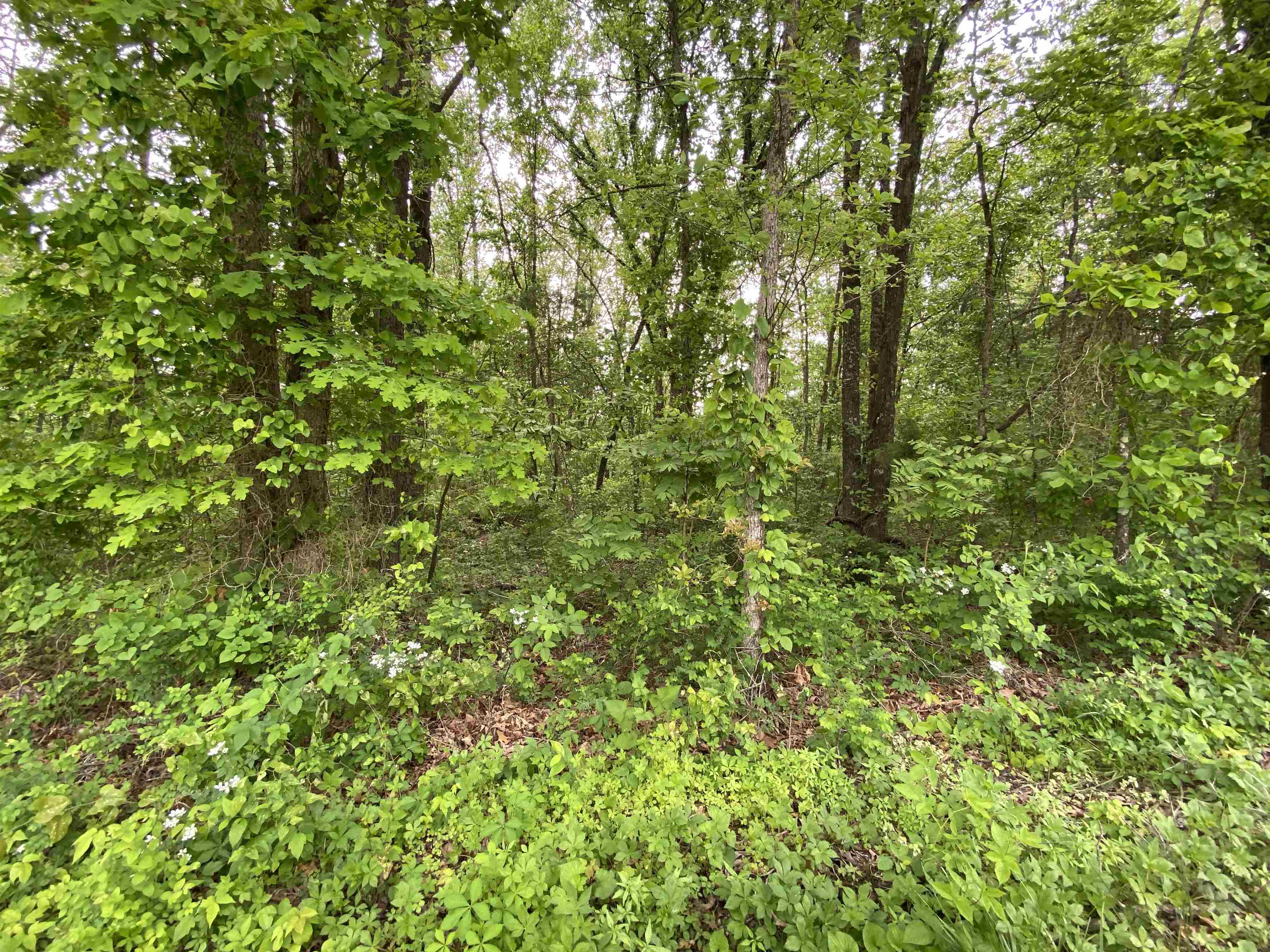 Photo 5 - Vacant Land for sale – 144  Elm Street   Pineville, AR