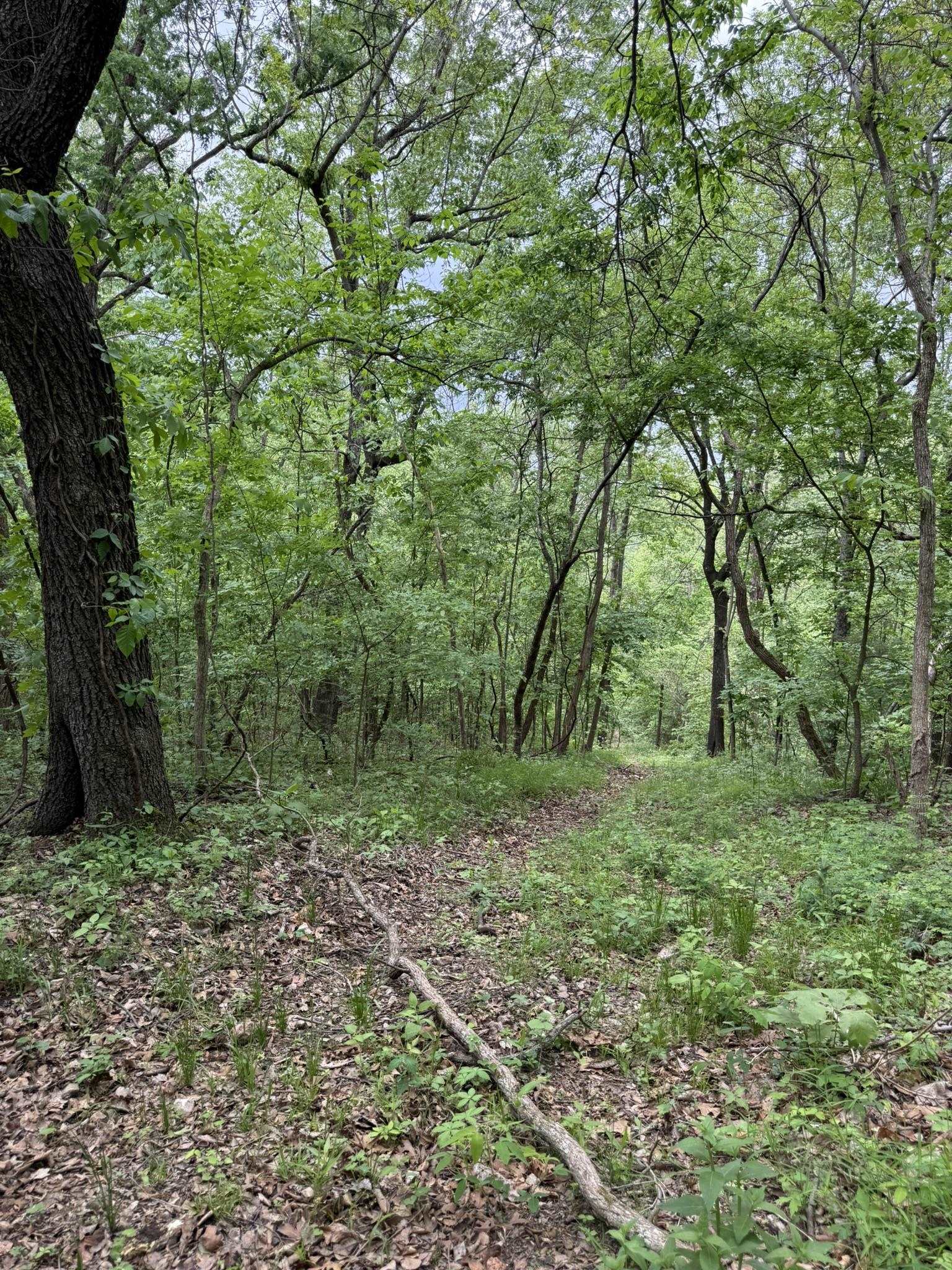 Photo 13 - Vacant Land for sale – 104A  Williamson Trail   Guion, AR