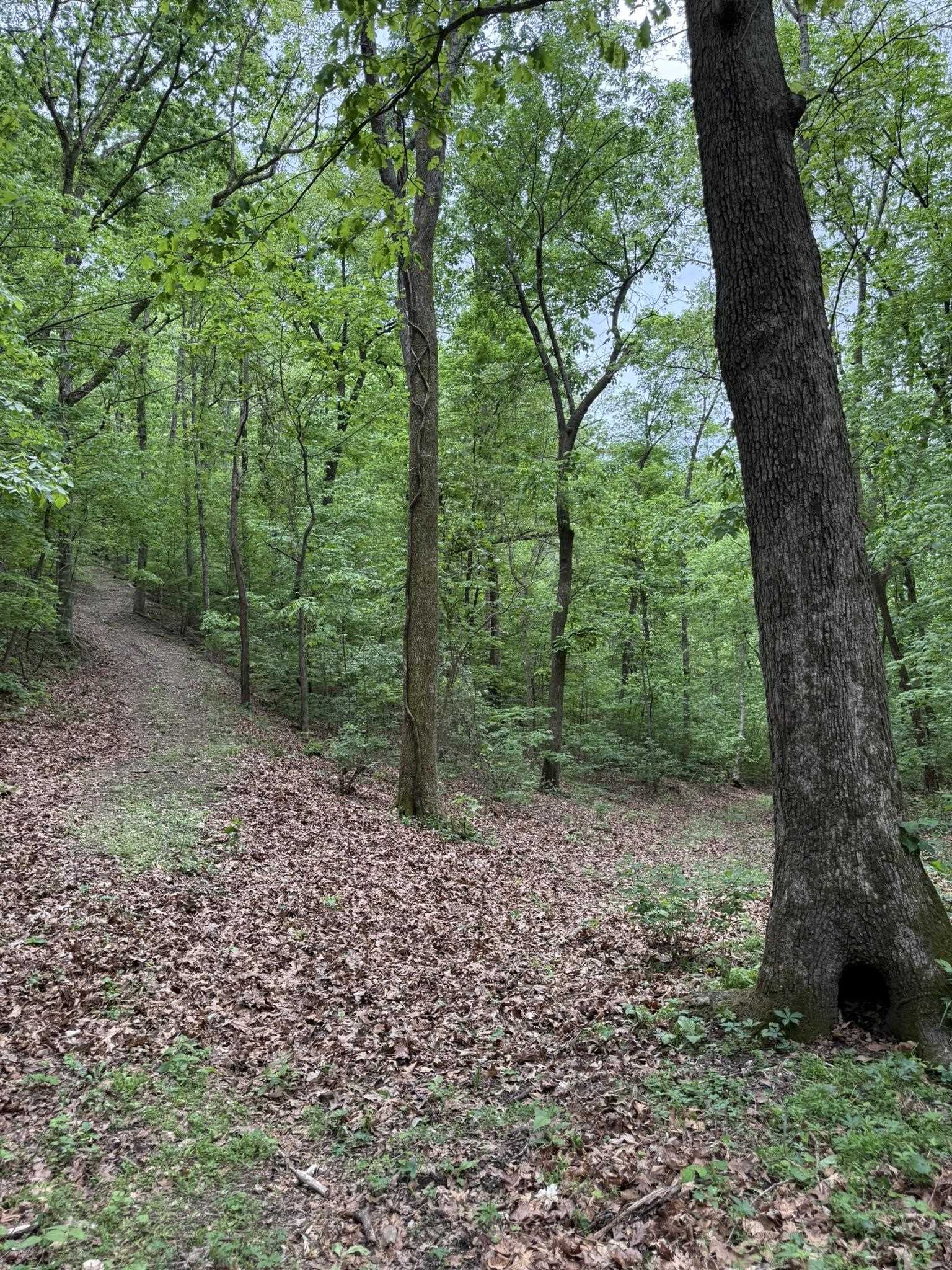 Photo 15 - Vacant Land for sale – 104A  Williamson Trail   Guion, AR