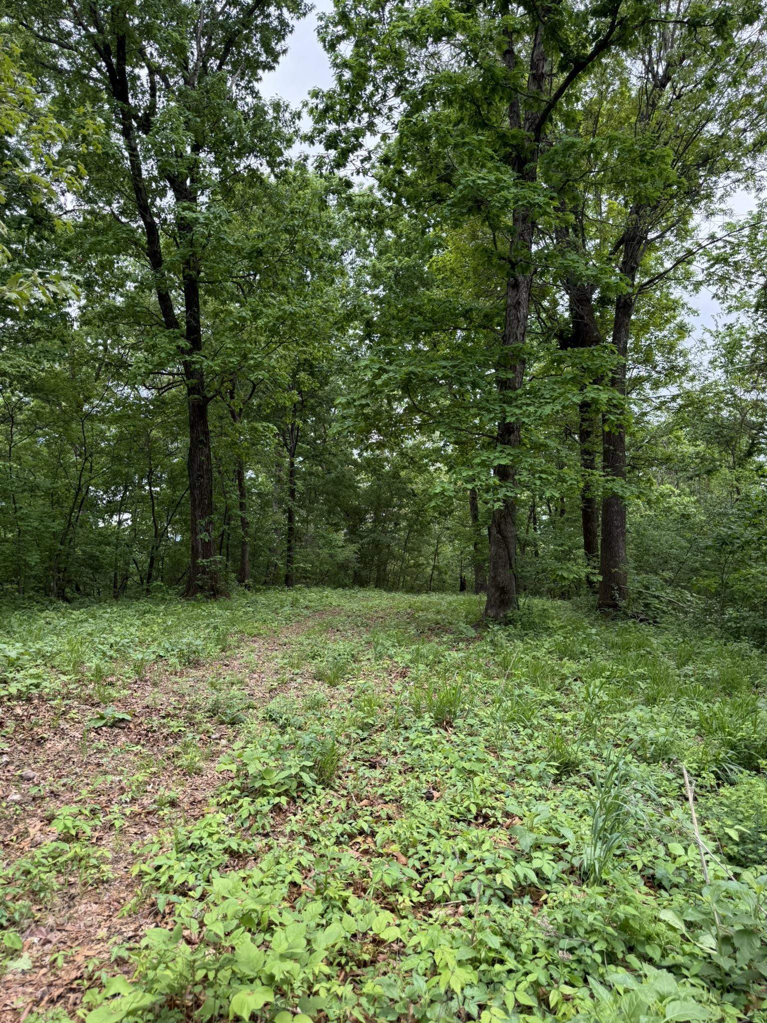 Photo 16 - Vacant Land for sale – 104A  Williamson Trail   Guion, AR