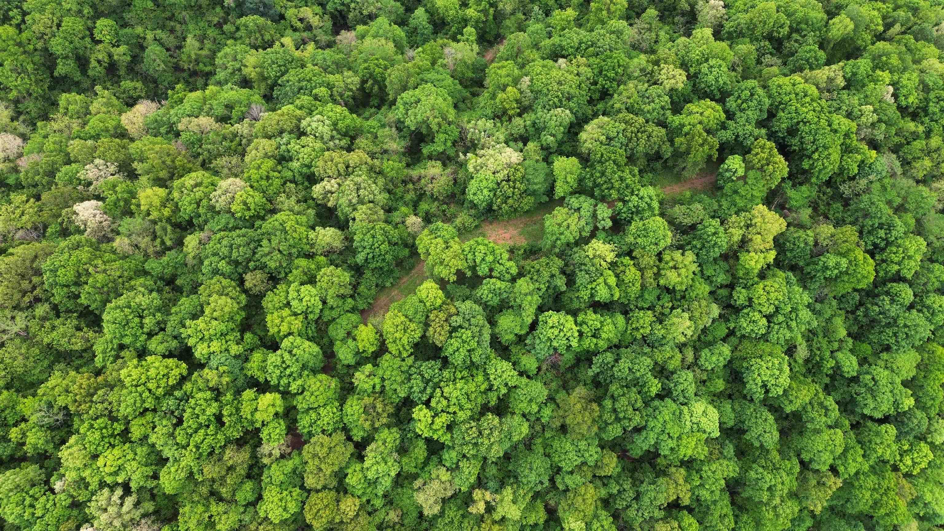 Photo 25 - Vacant Land for sale – 104A  Williamson Trail   Guion, AR