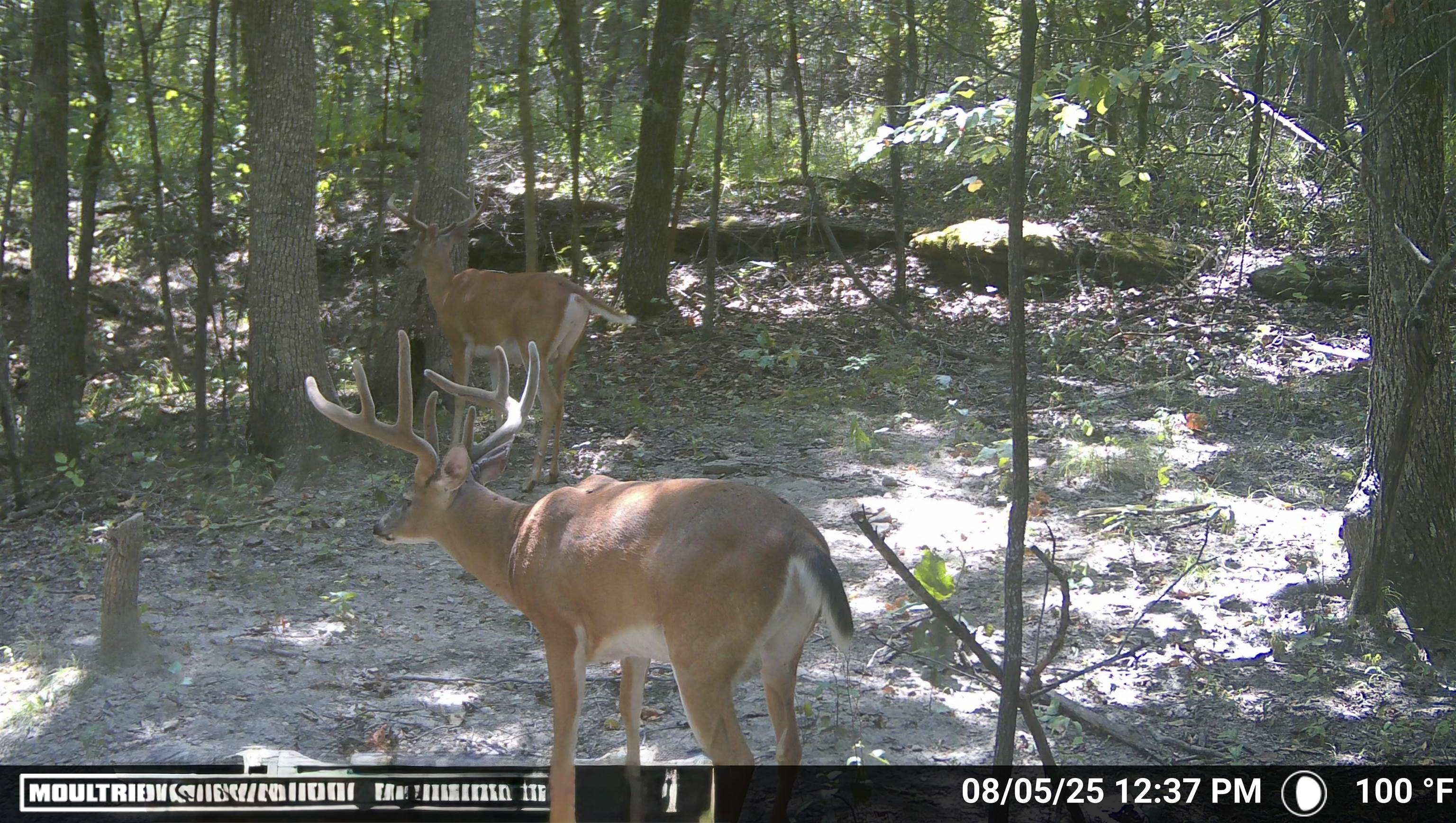 Photo 9 - Vacant Land for sale – 104A  Williamson Trail   Guion, AR