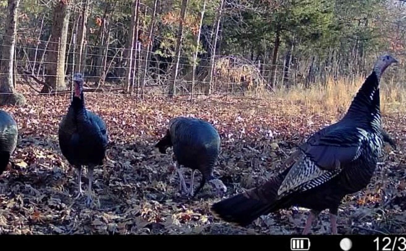 Photo 6 - Vacant Land for sale – 115A  Greasy Bottom Road   Melbourne, AR