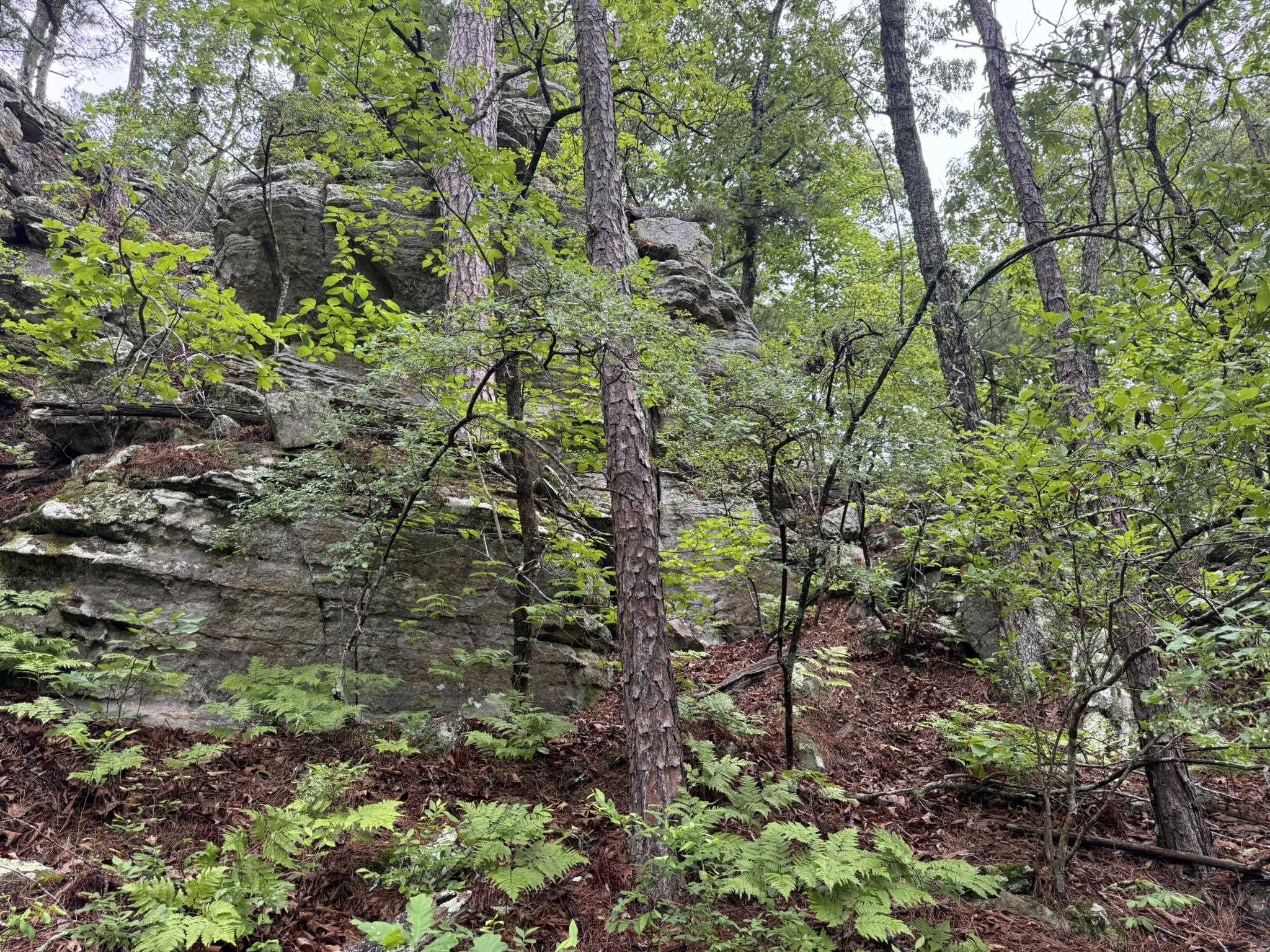 Photo 13 - Vacant Land for sale – 160A S AR 9 Hwy   Melbourne, AR