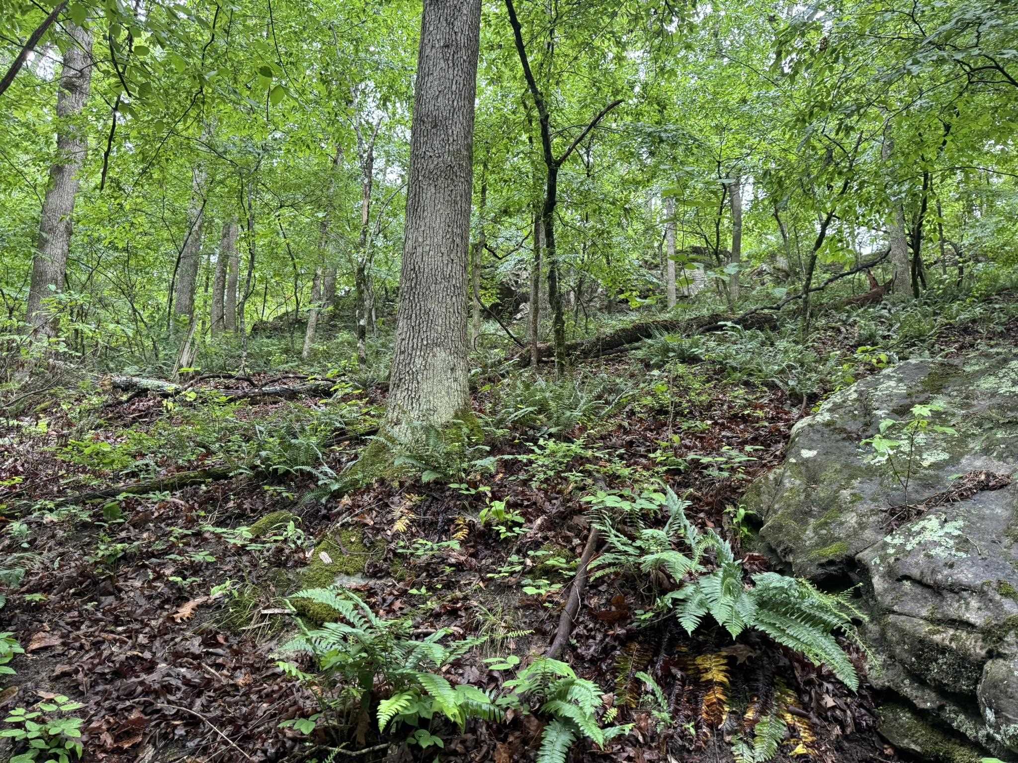 Photo 15 - Vacant Land for sale – 160A S AR 9 Hwy   Melbourne, AR