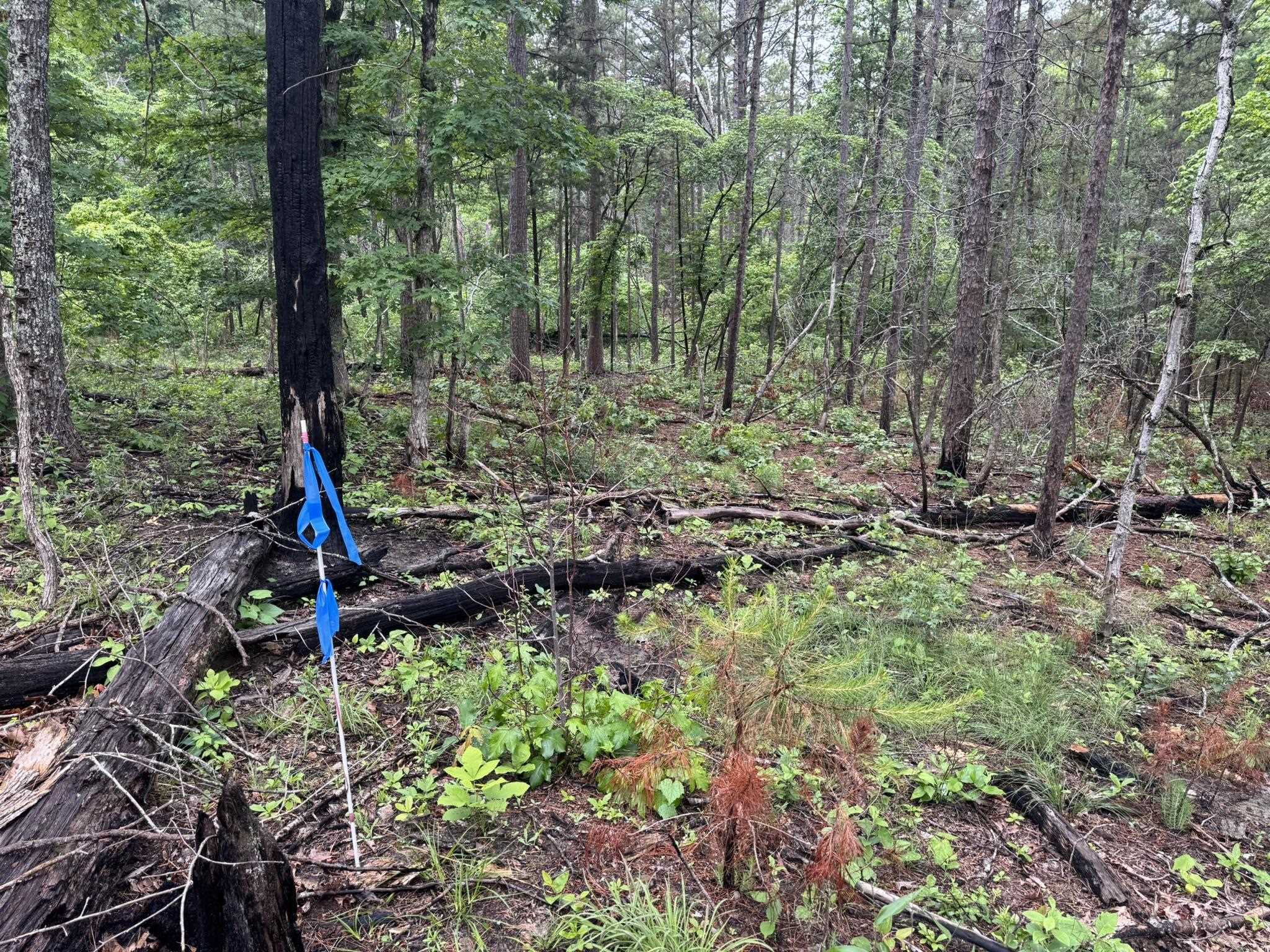 Photo 8 - Vacant Land for sale – 160A S AR 9 Hwy   Melbourne, AR