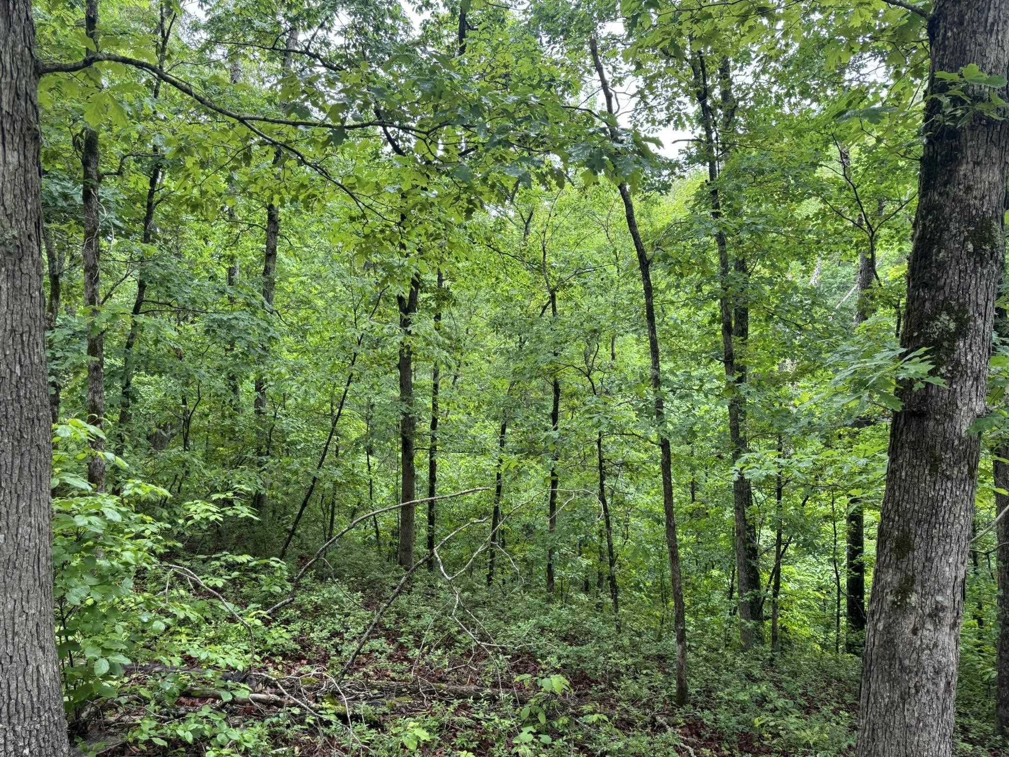 Photo 10 - Vacant Land for sale – 160A S AR 9 Hwy   Melbourne, AR