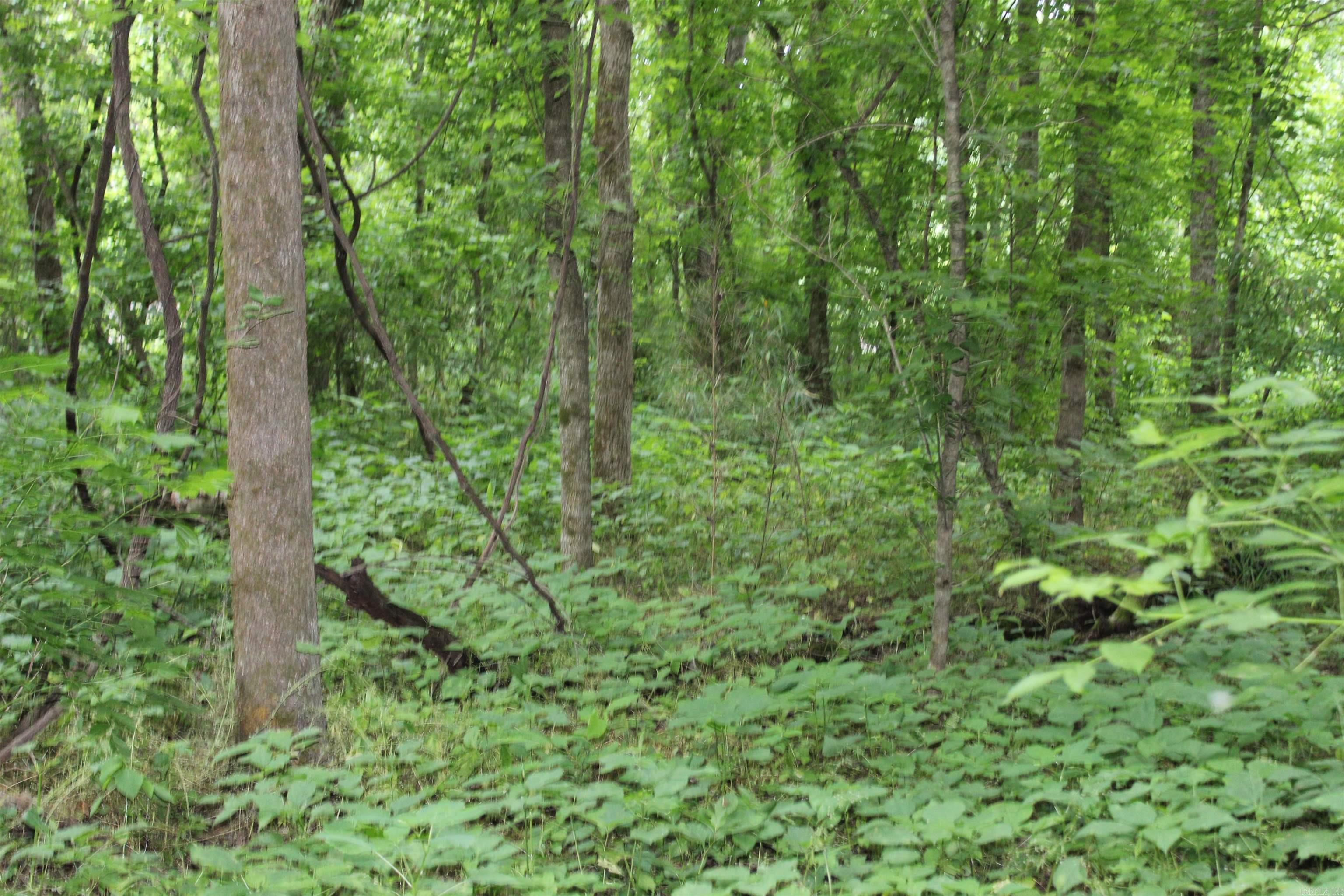 Photo 21 - Vacant Land for sale – 0 County Rd 157  River Ridge Estates   Guion, AR