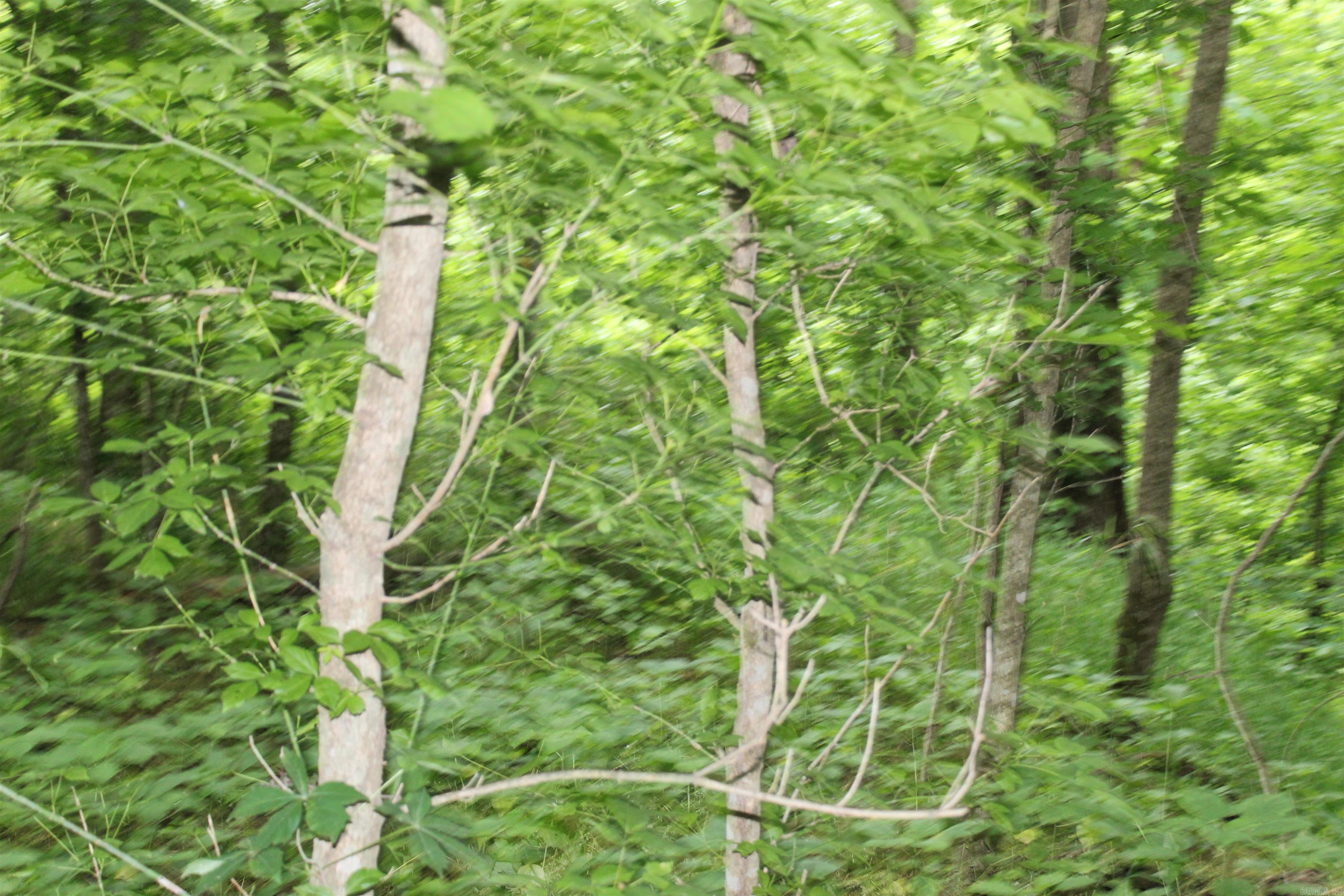 Photo 22 - Vacant Land for sale – 0 County Rd 157  River Ridge Estates   Guion, AR
