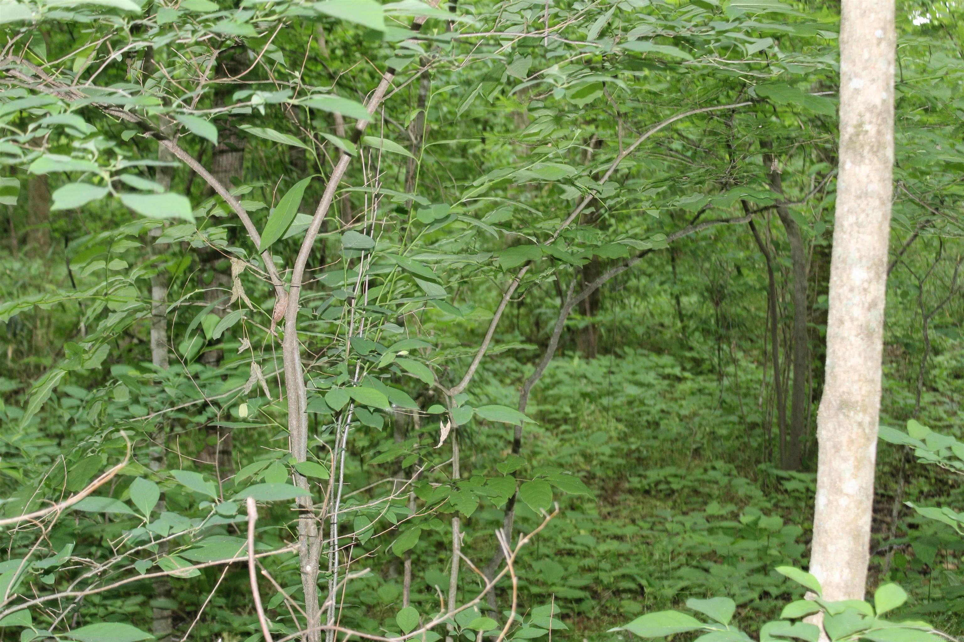 Photo 25 - Vacant Land for sale – 0 County Rd 157  River Ridge Estates   Guion, AR