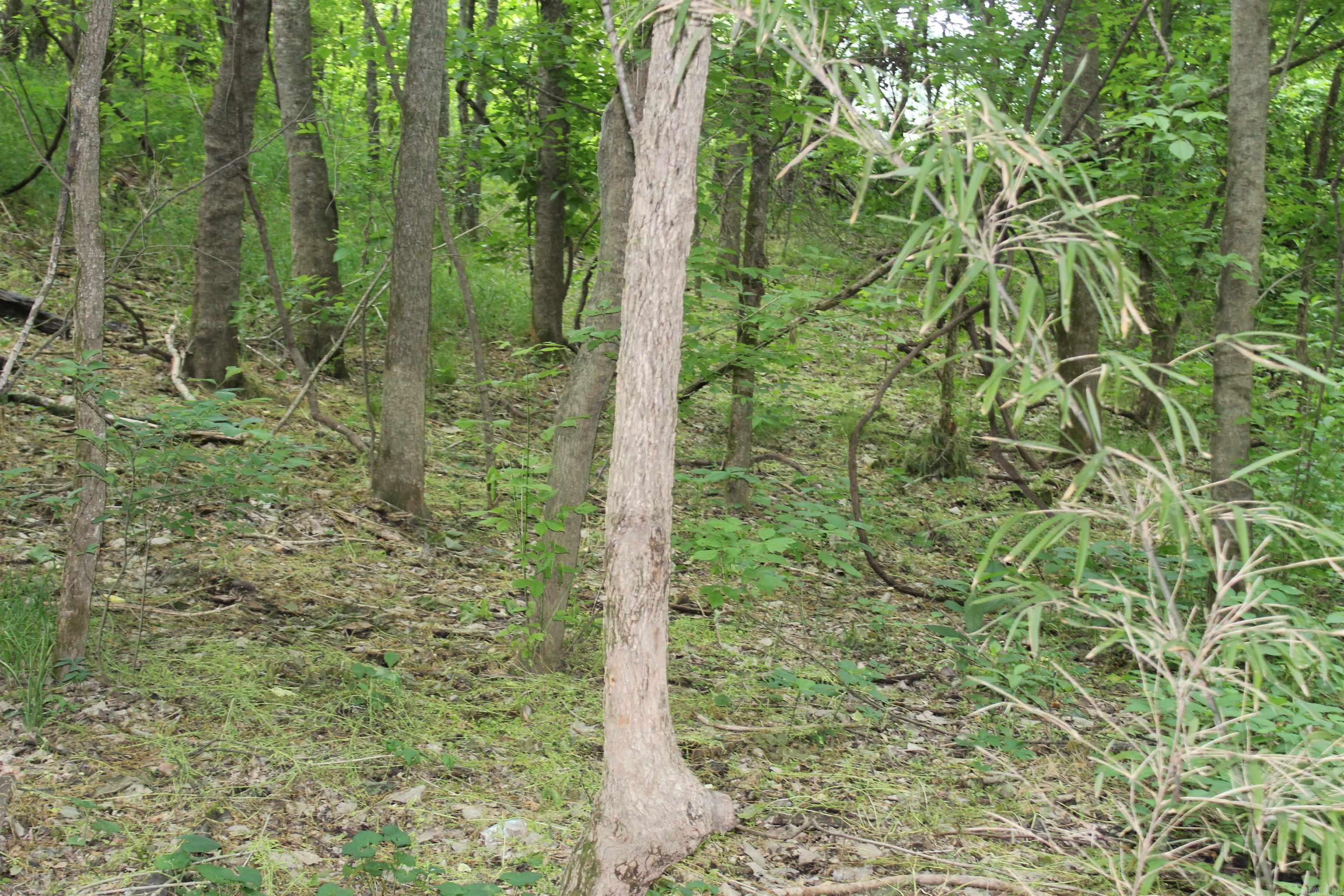Photo 12 - Vacant Land for sale – 00 CR 157  River Ridge Estates   Guion, AR