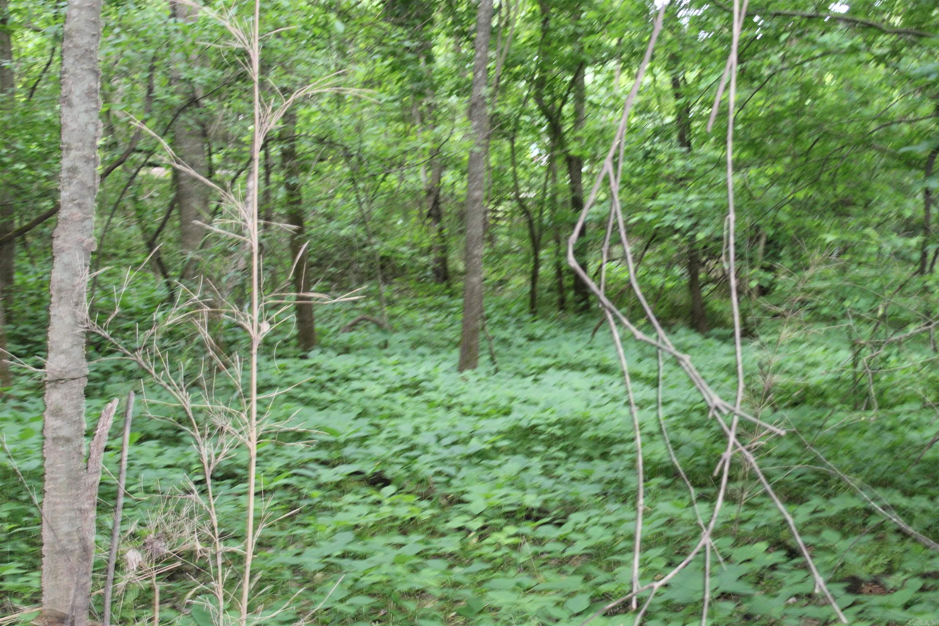 Photo 13 - Vacant Land for sale – 00 CR 157  River Ridge Estates   Guion, AR