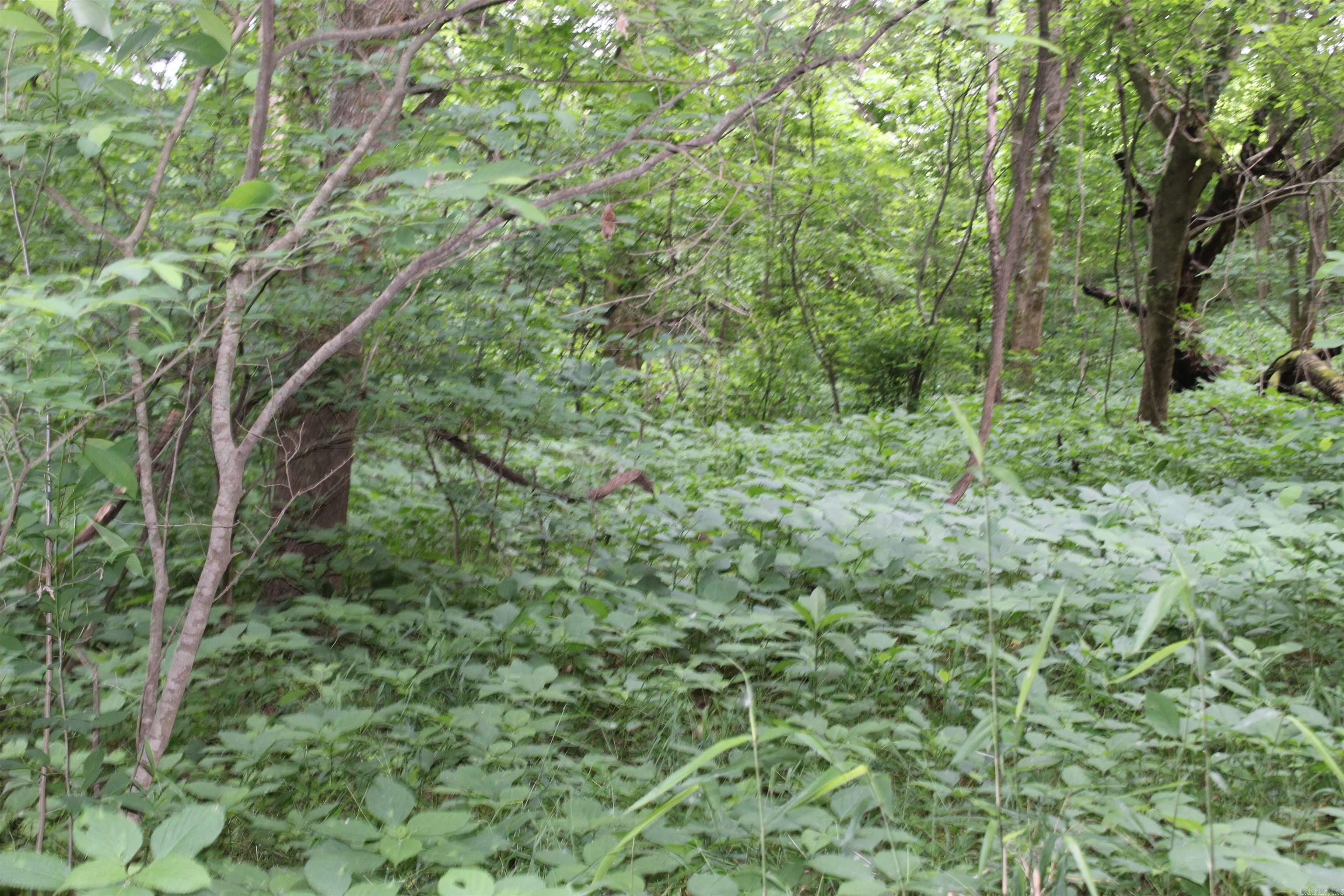 Photo 17 - Vacant Land for sale – 00 CR 157  River Ridge Estates   Guion, AR