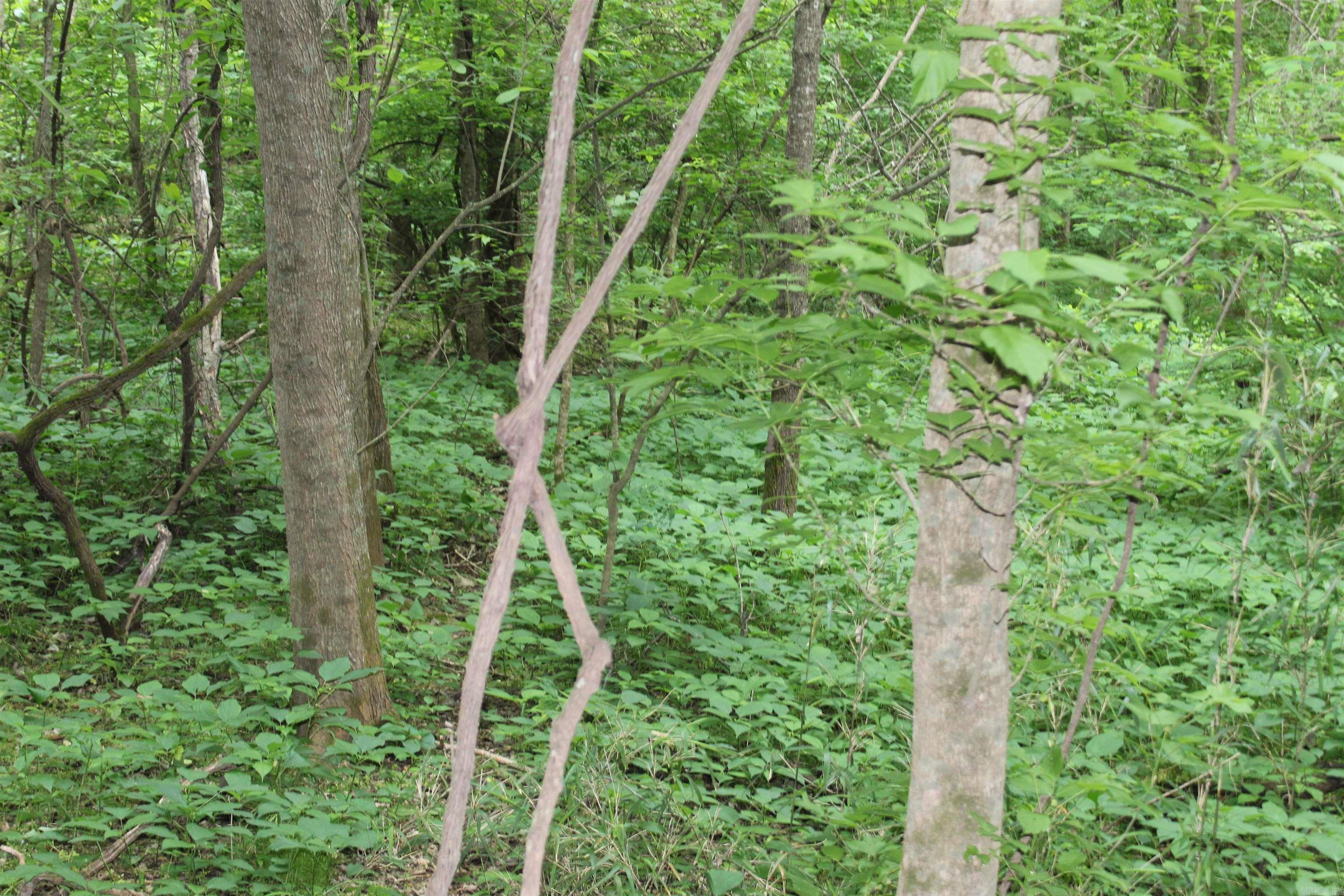 Photo 10 - Vacant Land for sale – 00 CR 157  River Ridge Estates   Guion, AR