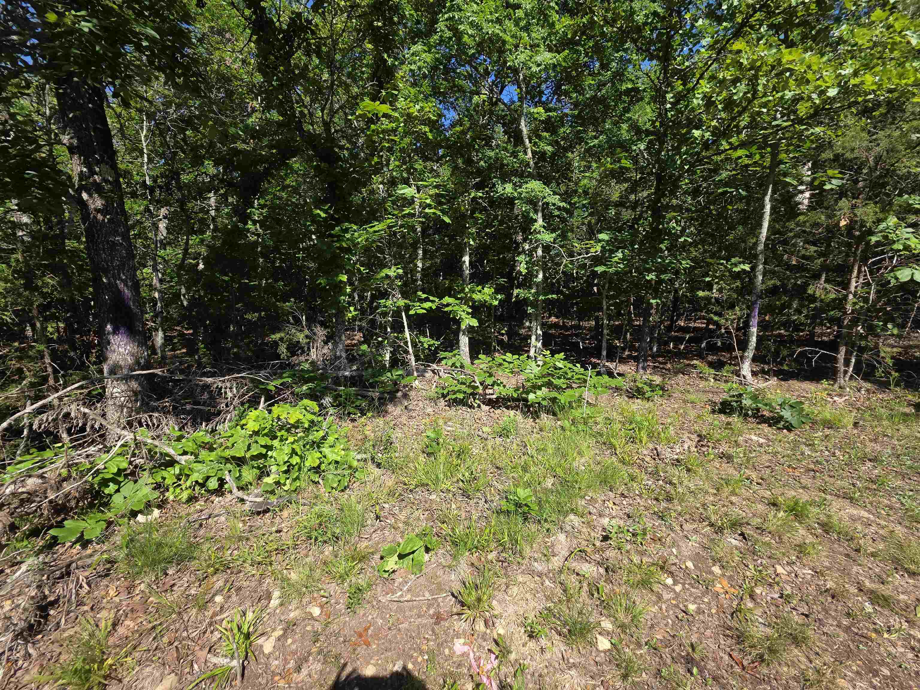 Photo 9 - Vacant Land for sale – L-52  Barnes   Evening Shade, AR