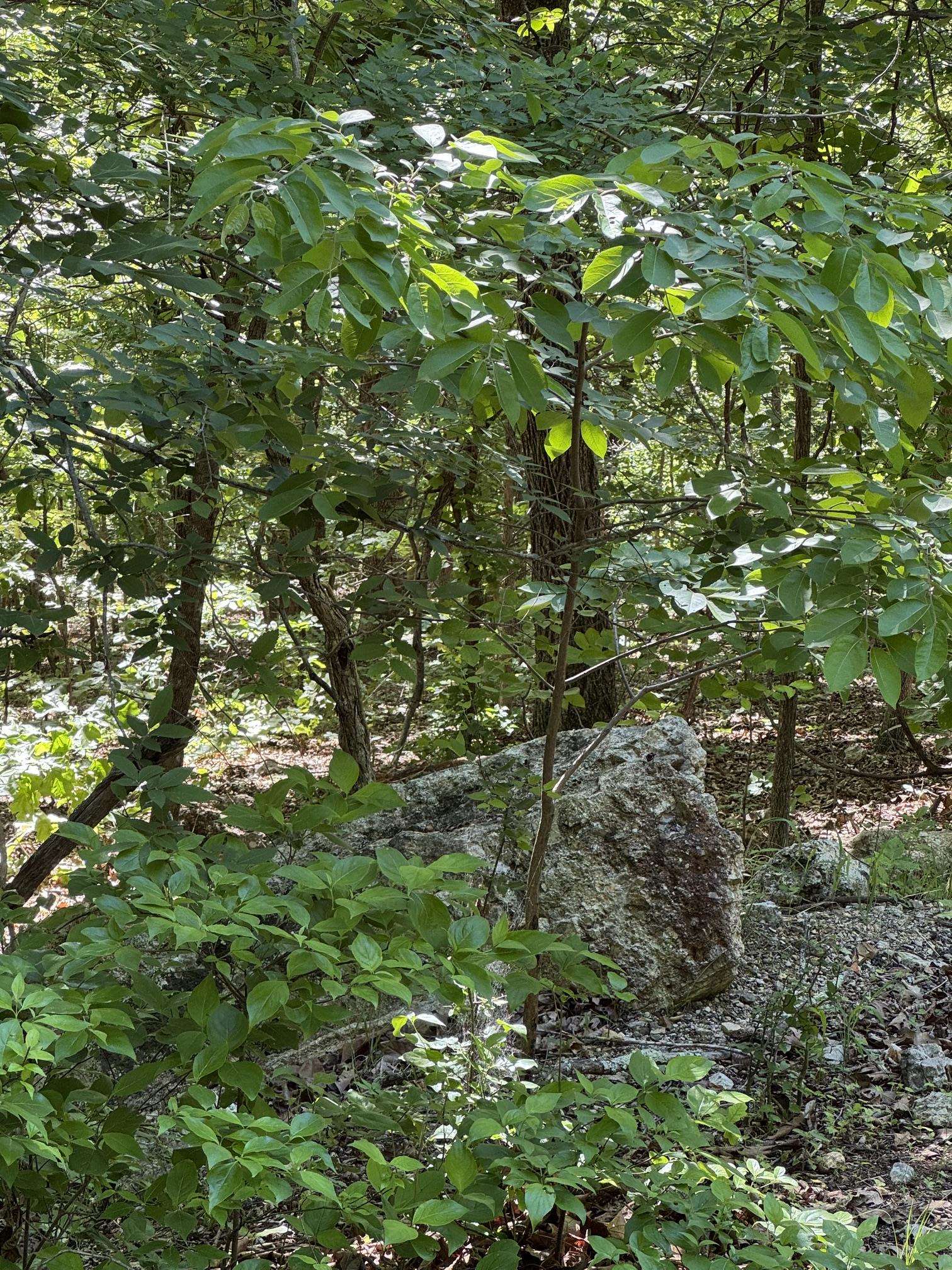 Photo 2 - Vacant Land for sale – TBD  Spokane   Cherokee Village, AR