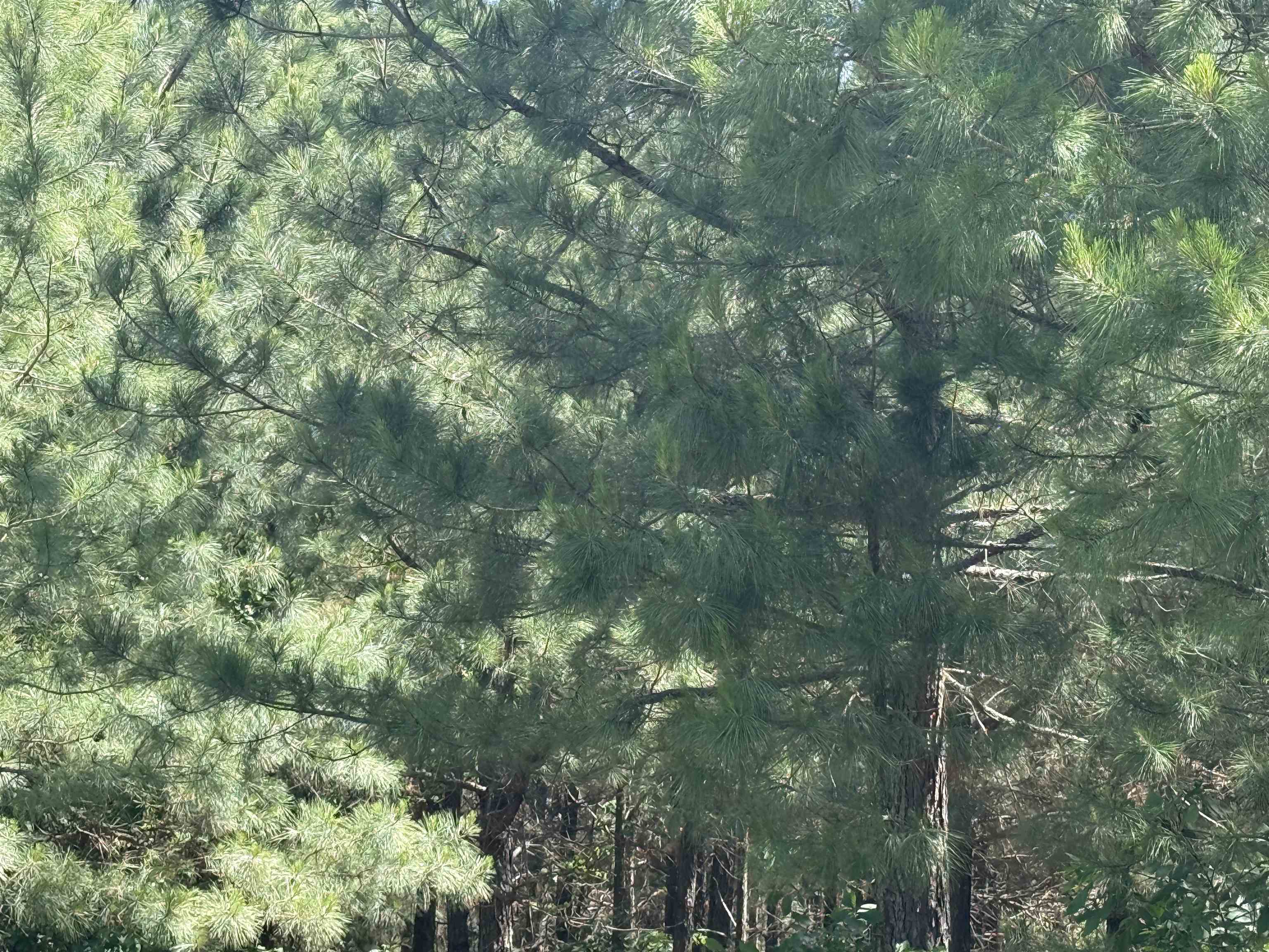 Photo 14 - Residential for sale – 2061  Chapel Hill Road   Melbourne, AR
