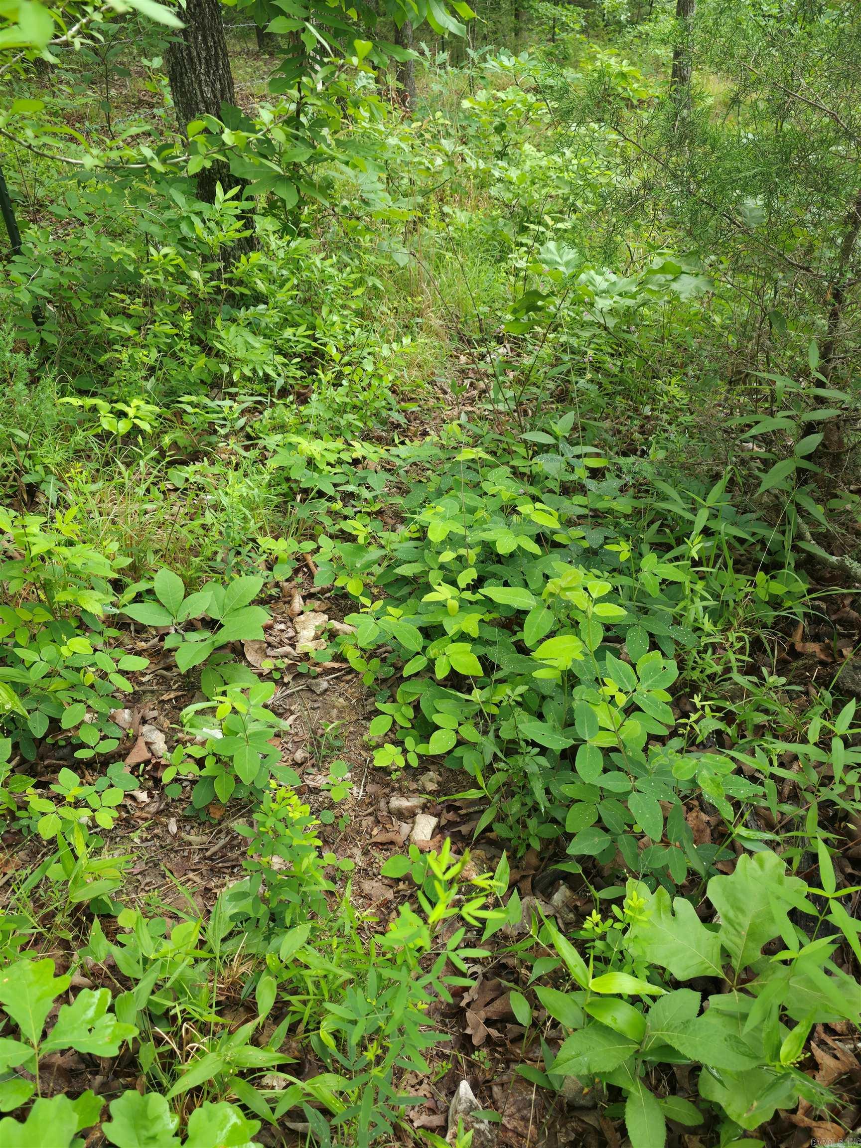 Photo 21 - Vacant Land for sale –   Lock 3   Batesville, AR