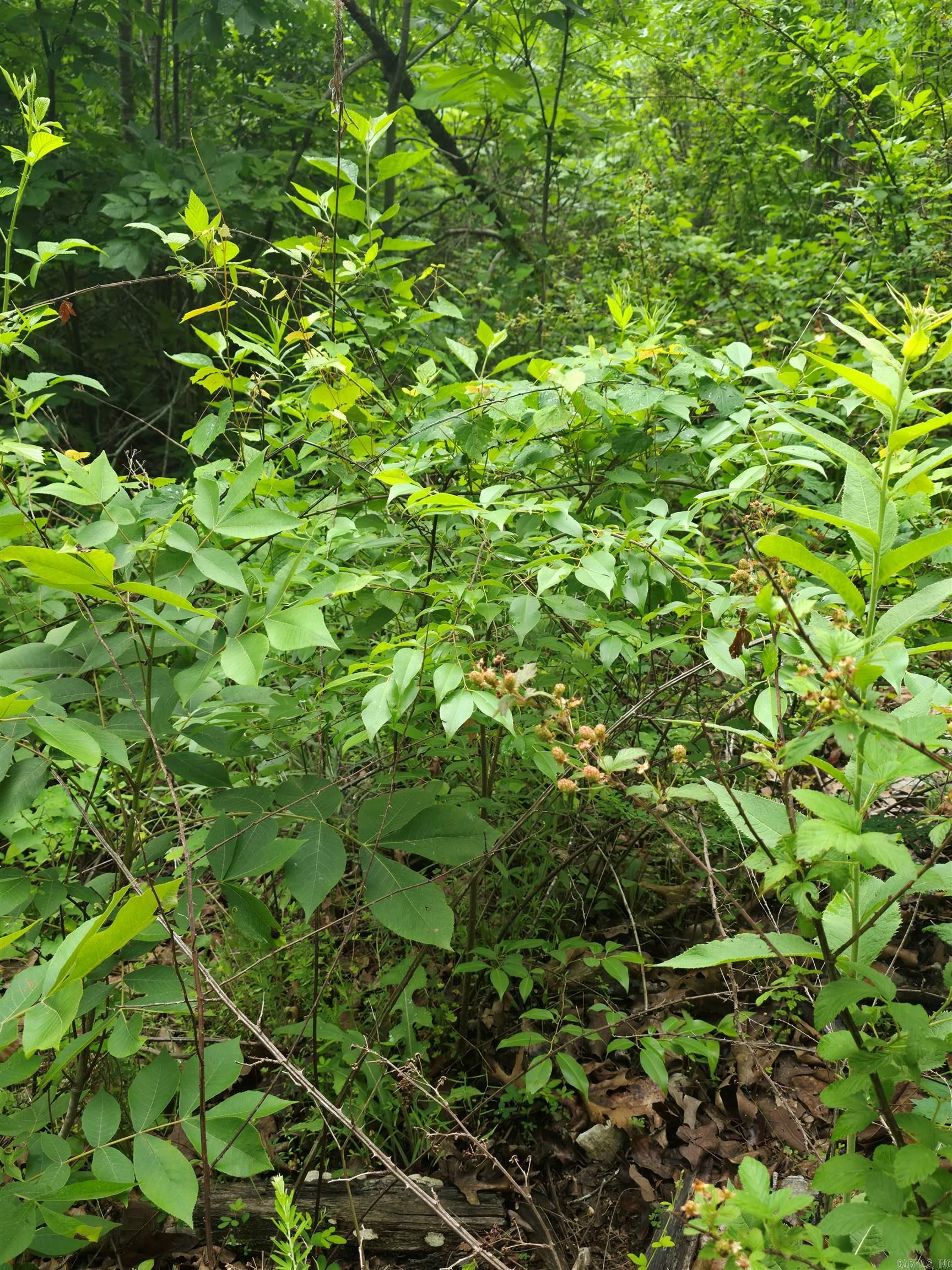 Photo 22 - Vacant Land for sale –   Lock 3   Batesville, AR
