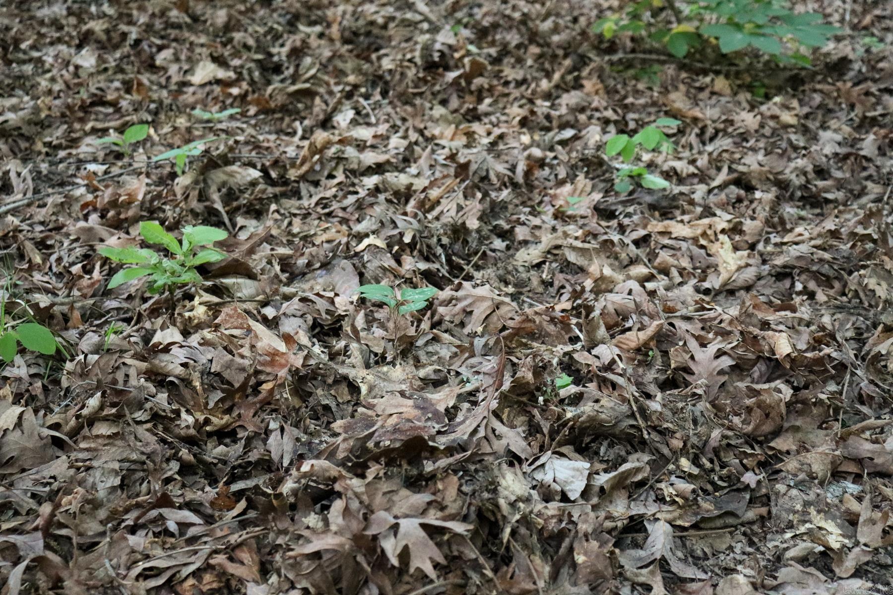 Photo 30 - Vacant Land for sale – 0000  Whiskey Creek   Batesville, AR